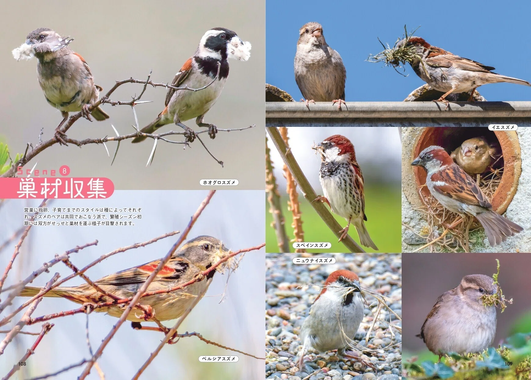 世界中で愛される28種のスズメ。その表情、しぐさ、個性を大紹介！『せ