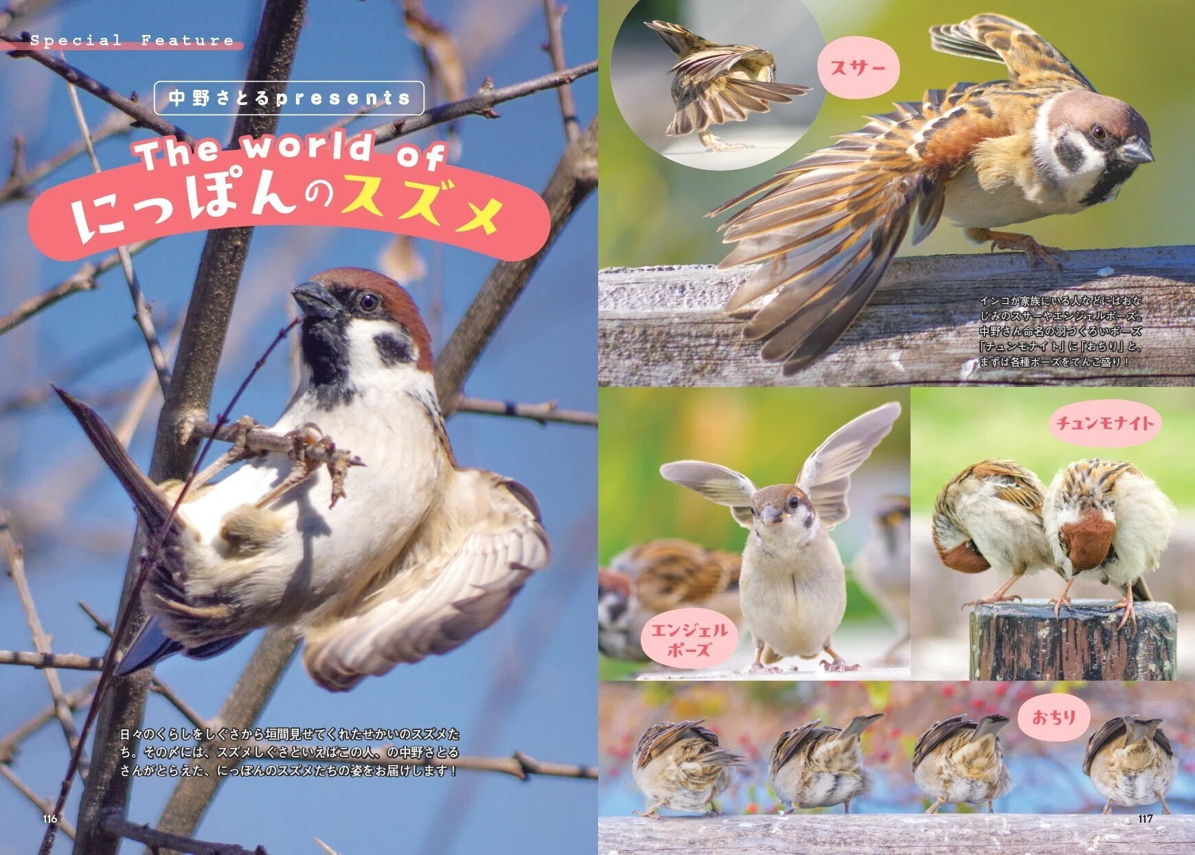 世界中で愛される28種のスズメ。その表情、しぐさ、個性を大紹介！『せ