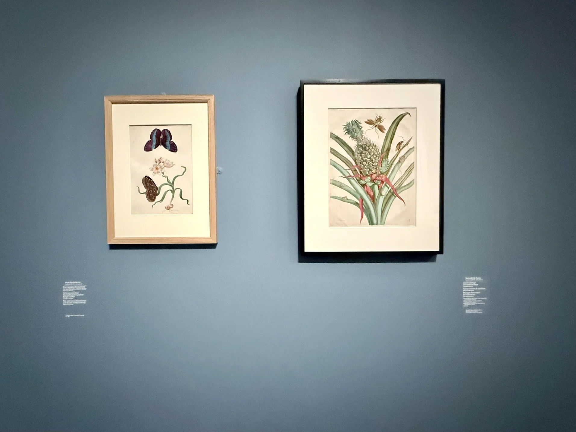 マリア・シビラ・メリアンの花と虫とUnforgettable展｜わこ
