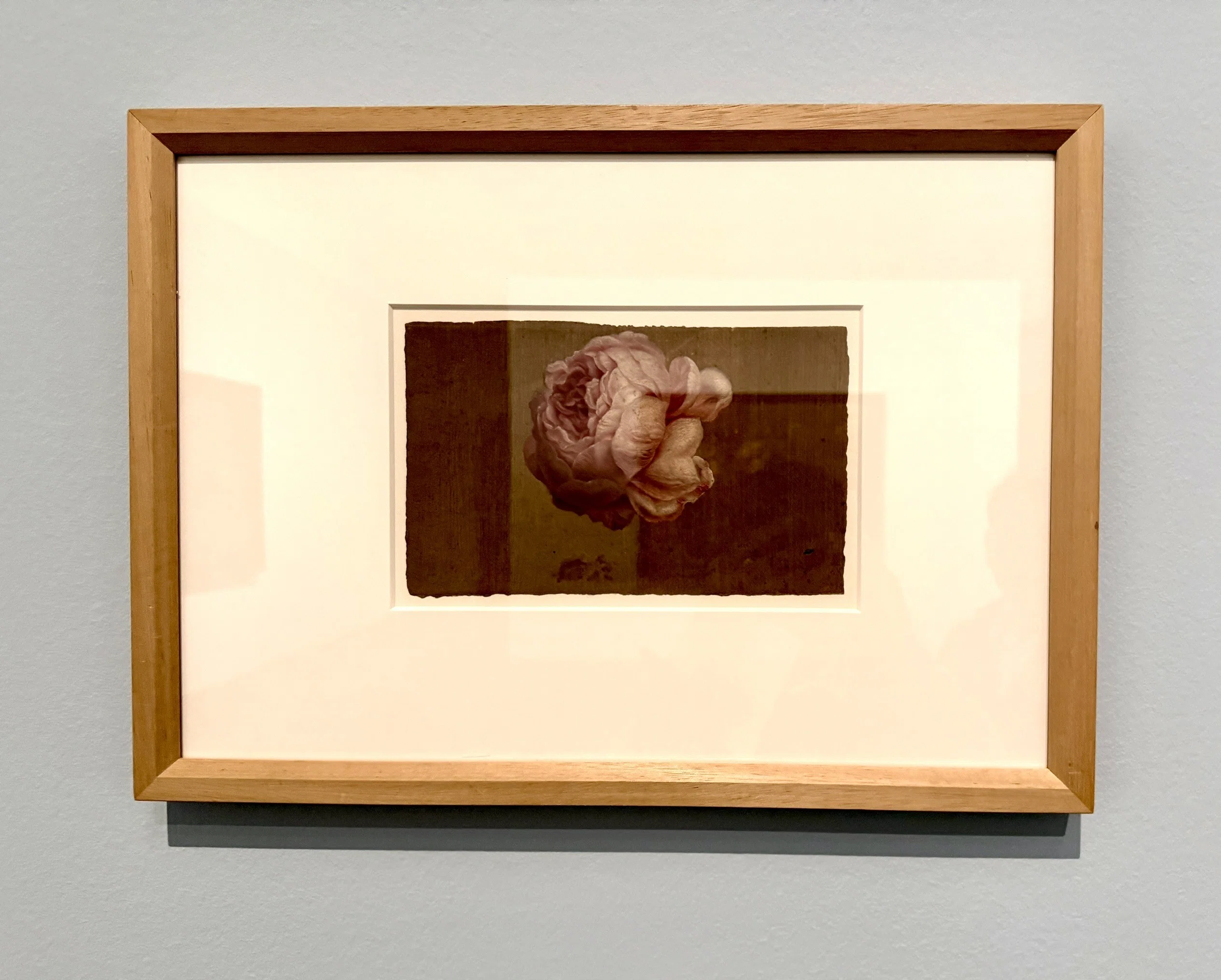 マリア・シビラ・メリアンの花と虫とUnforgettable展｜わこ