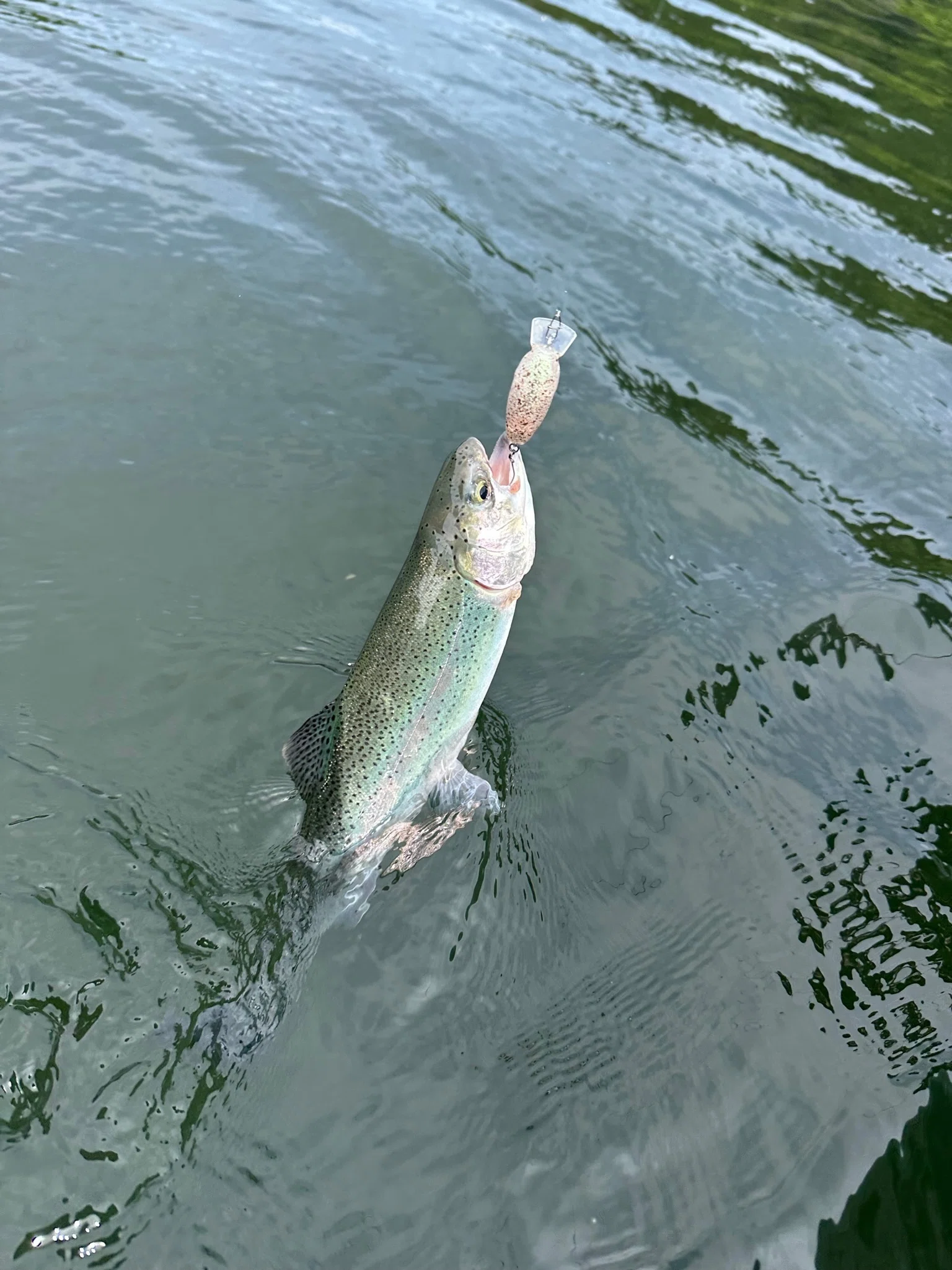 Lake Higashigoya] Fishing Trip Log: Boat Fishing on a Fresh Green