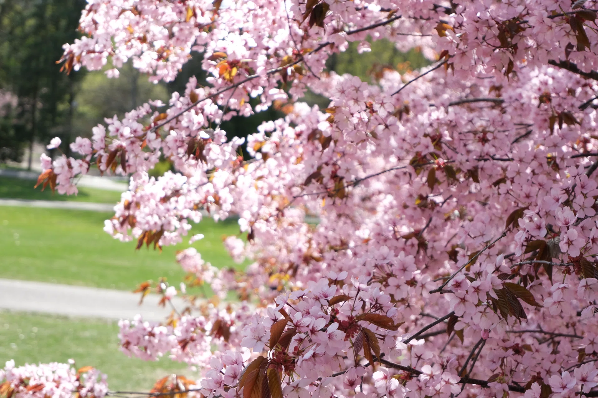 Life in Finland- 桜満開のヘルシンキ｜森しろ｜in Finland