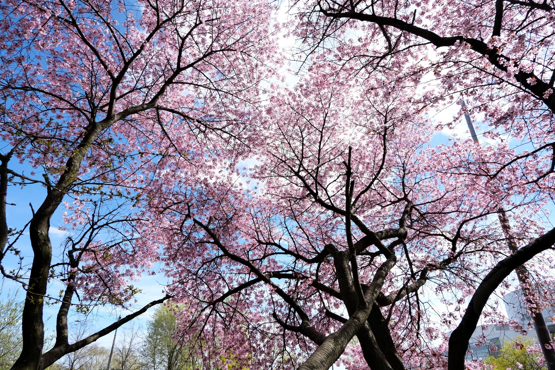 Life in Finland- 桜満開のヘルシンキ｜森しろ｜in Finland