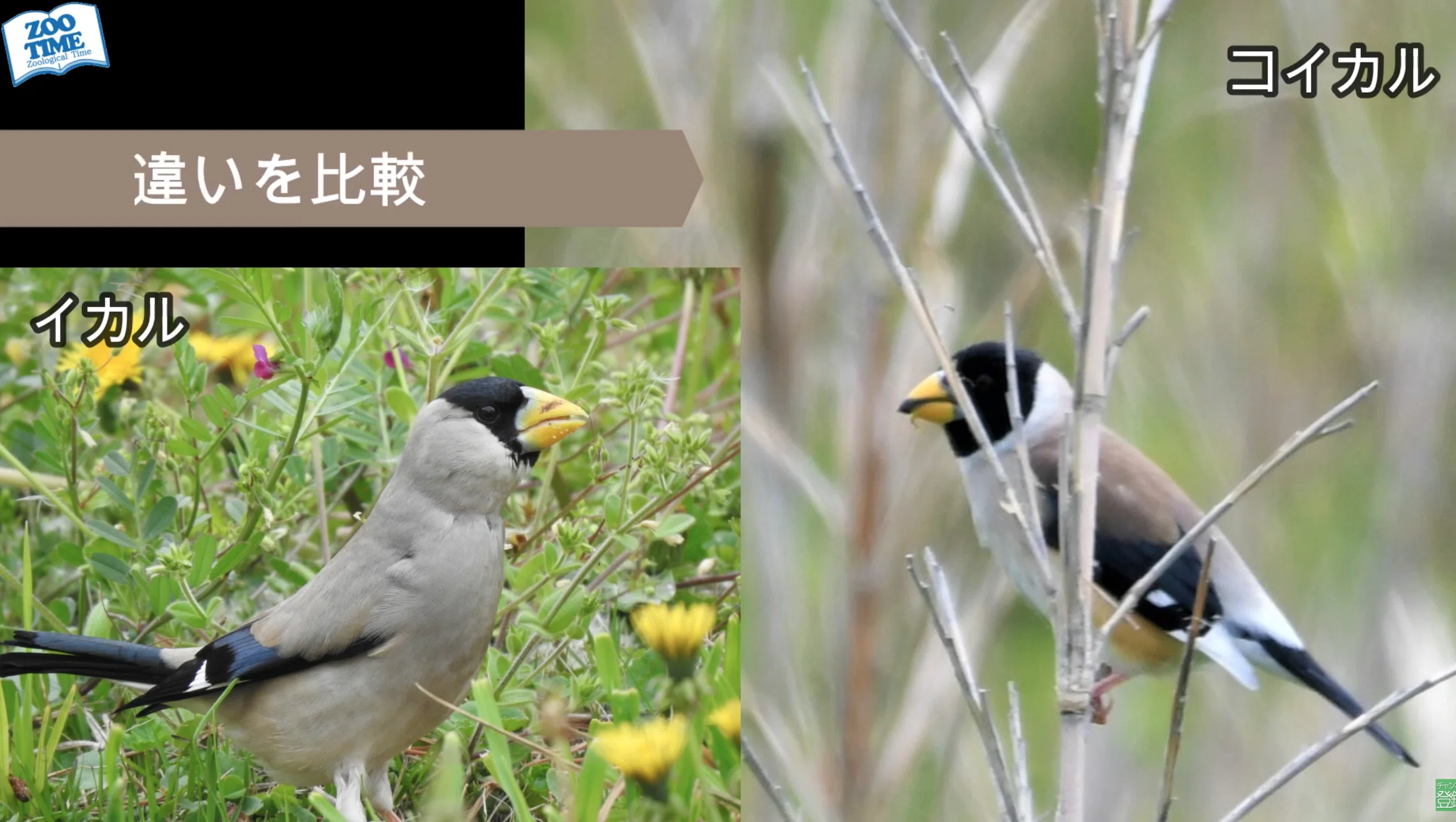 前編】野鳥の楽園・舳倉島。珍鳥たちが魅せた一瞬の輝きを追う｜藤井