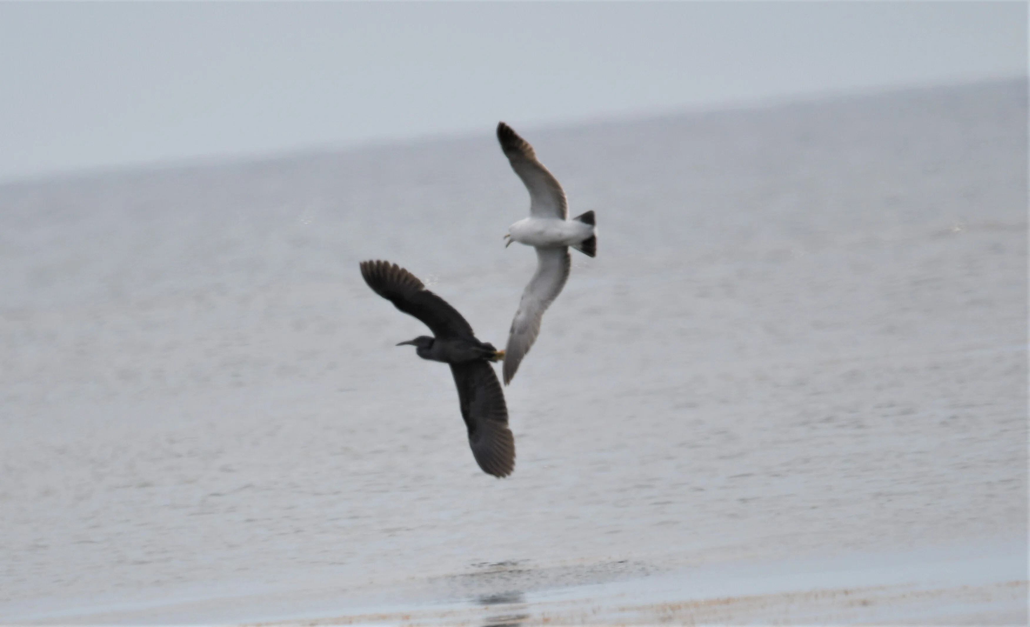前編】野鳥の楽園・舳倉島。珍鳥たちが魅せた一瞬の輝きを追う｜藤井