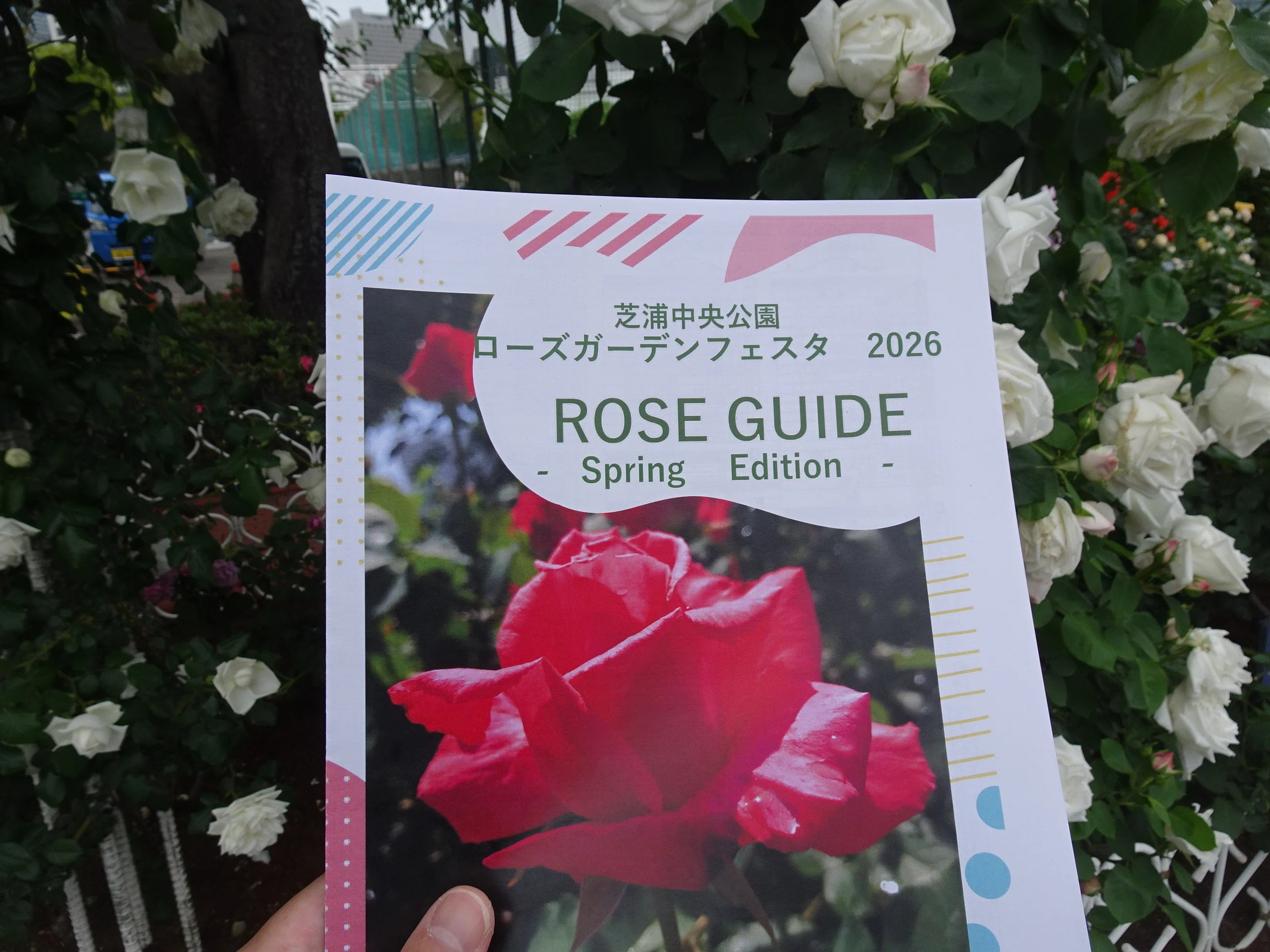 芝浦中央公園にてローズガーデンフェスタ2026に出くわす｜門田和雄