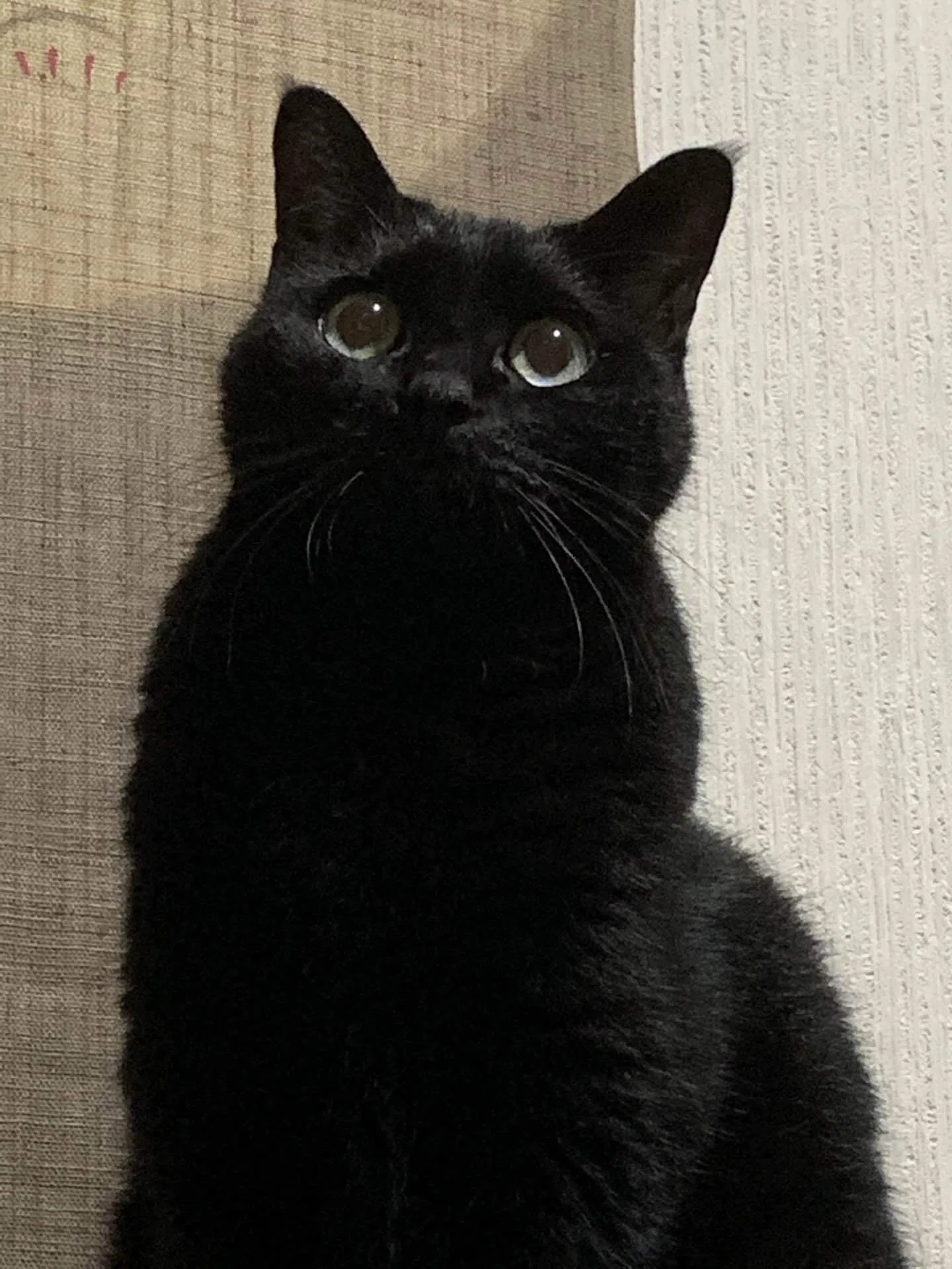 黒猫( ΦωΦ )様ご確認用ページ 旬な画像2 「福」｜縄文猫