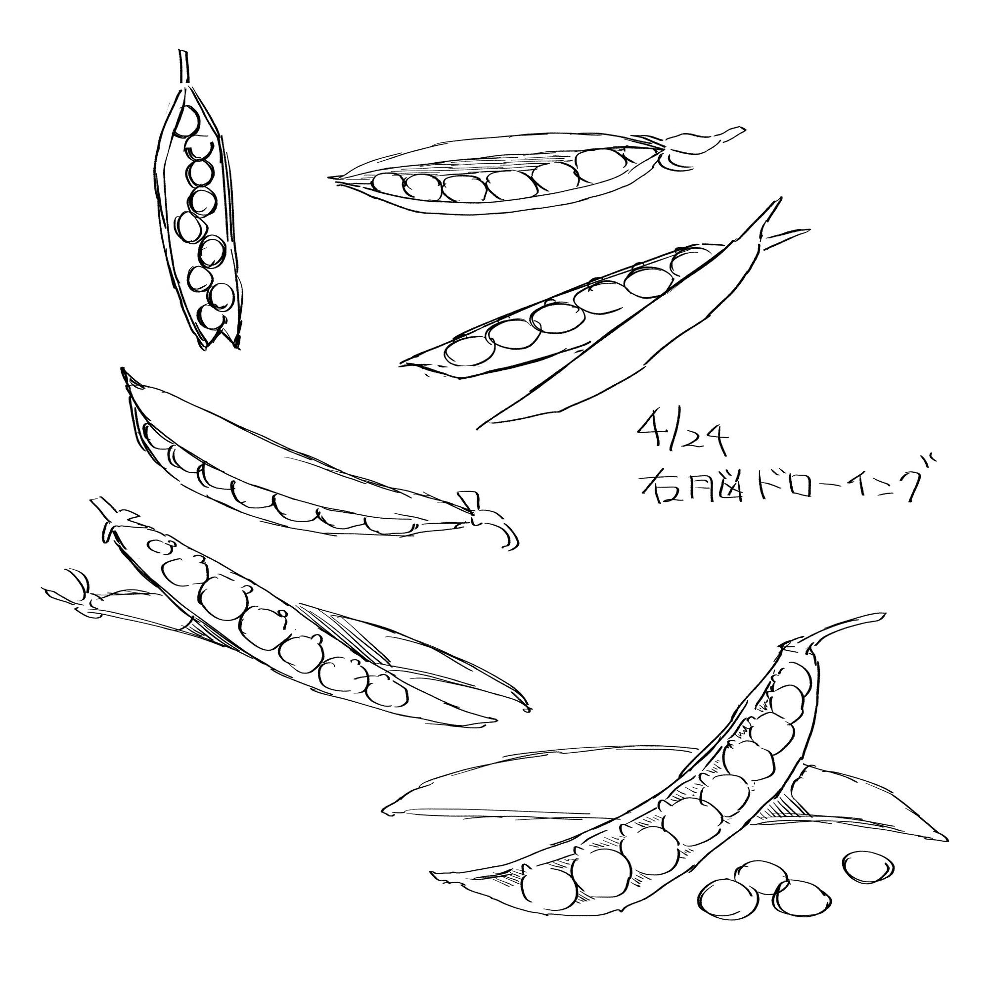 絵の練習【5月2週目】｜29