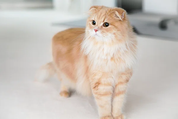 笑い猫の通販 | LIFESTYLEAYURVEDIC