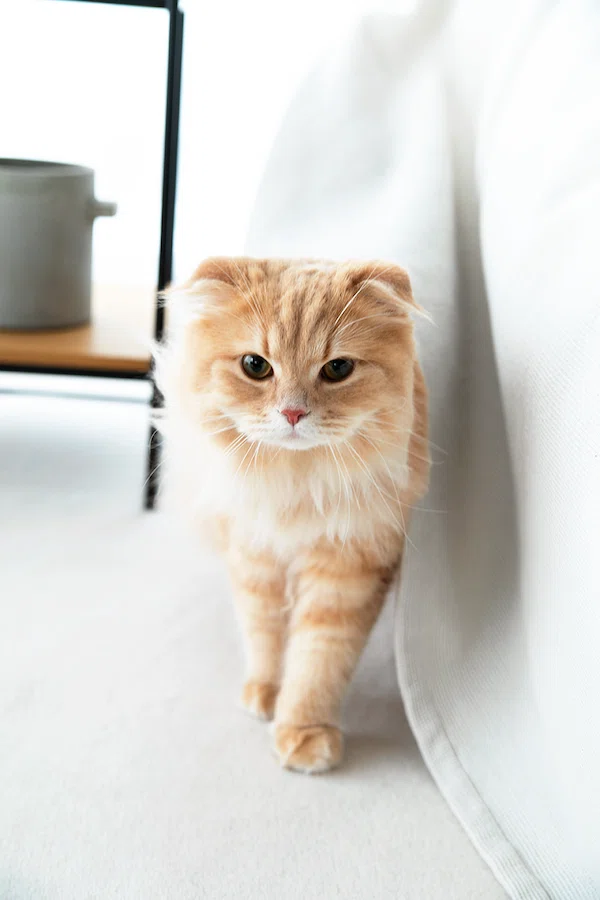 猫運輸 キミとねこ。―高城れにとZ＆ZZ―｜ヤマト運輸公式note