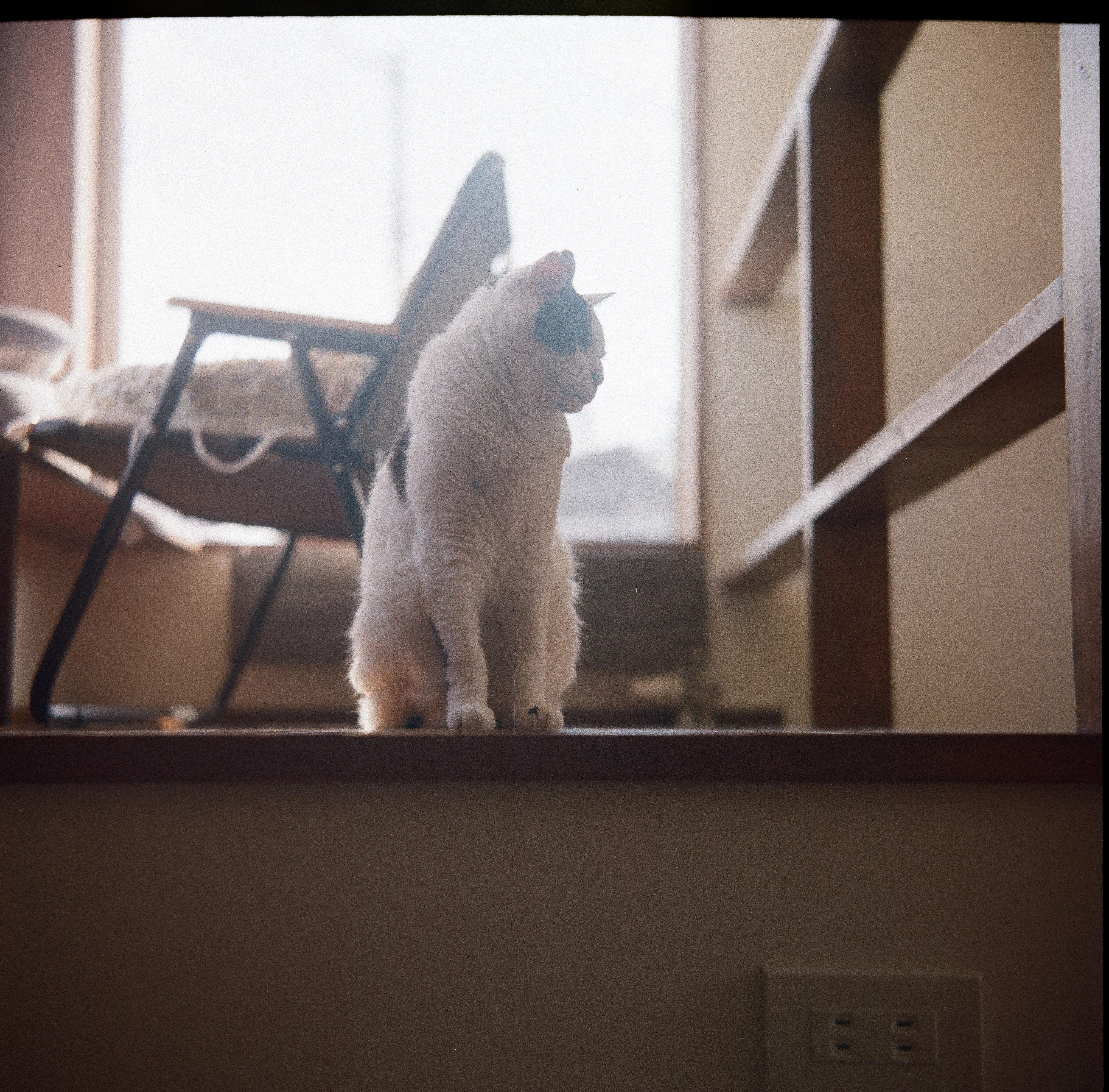 ねこ フィルムカメラとうちのねこ #41｜tabatak