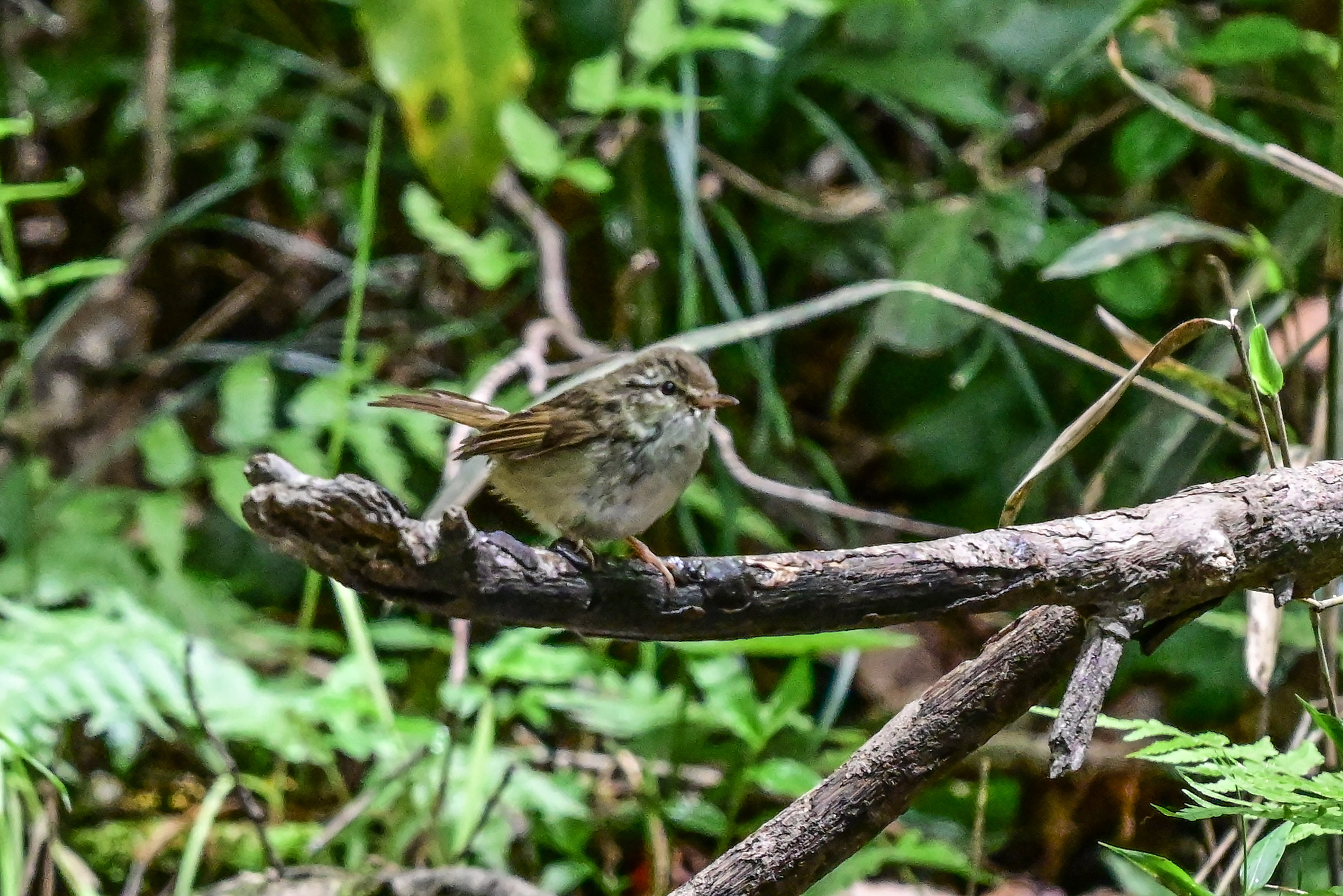 5月7日の鳥活について｜やすひこ