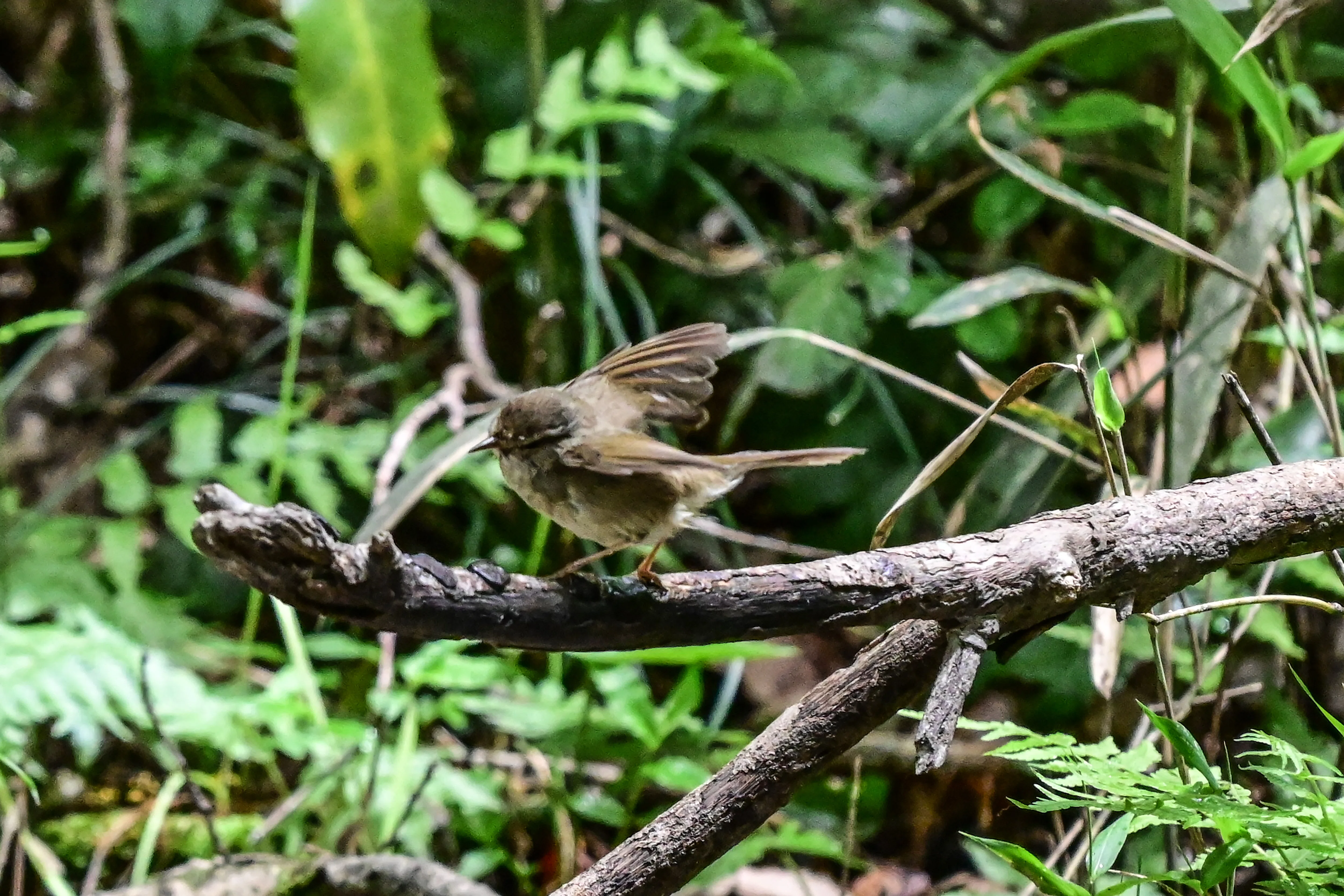 5月7日の鳥活について｜やすひこ