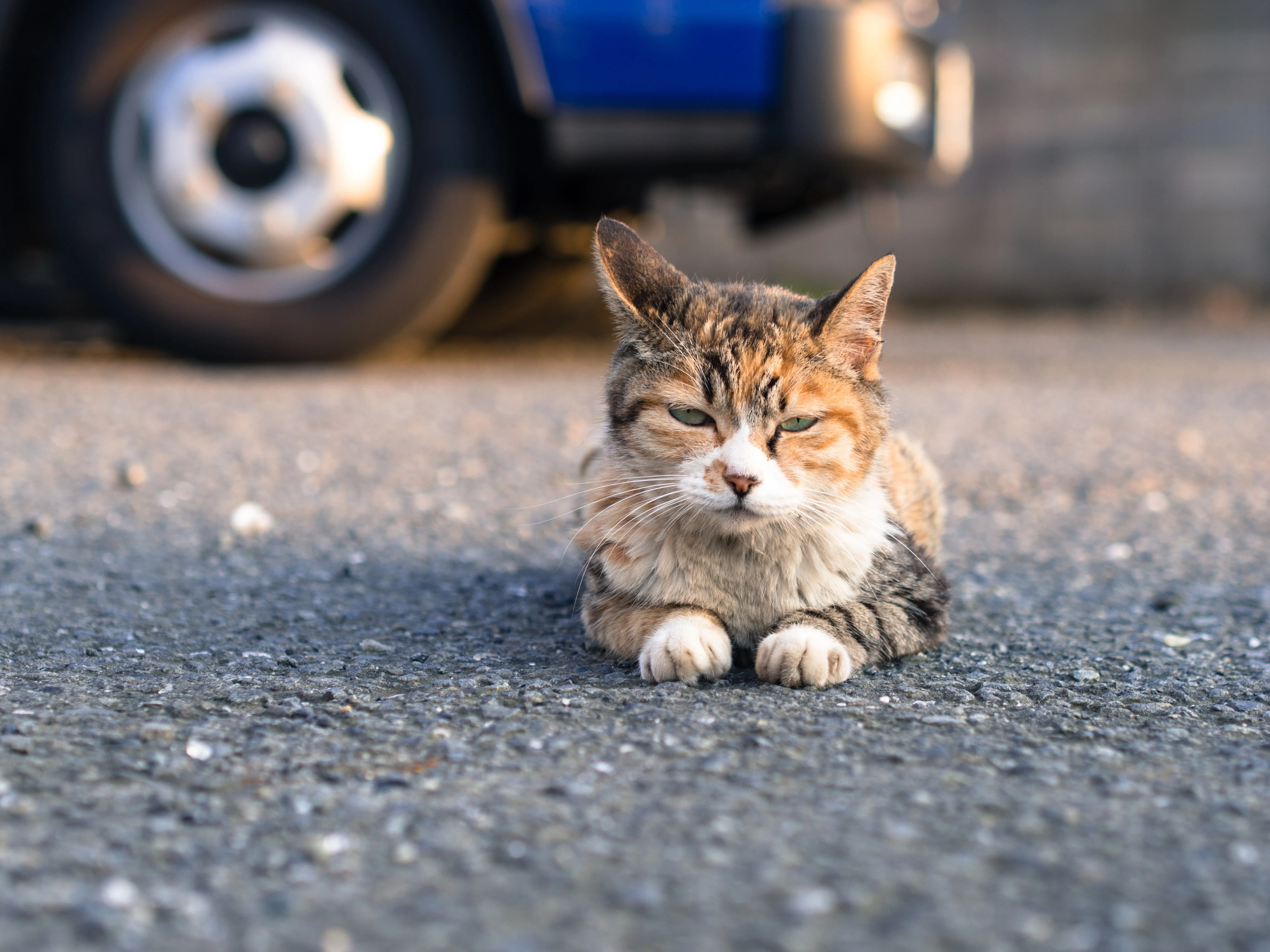 ねこ11｜つるはと