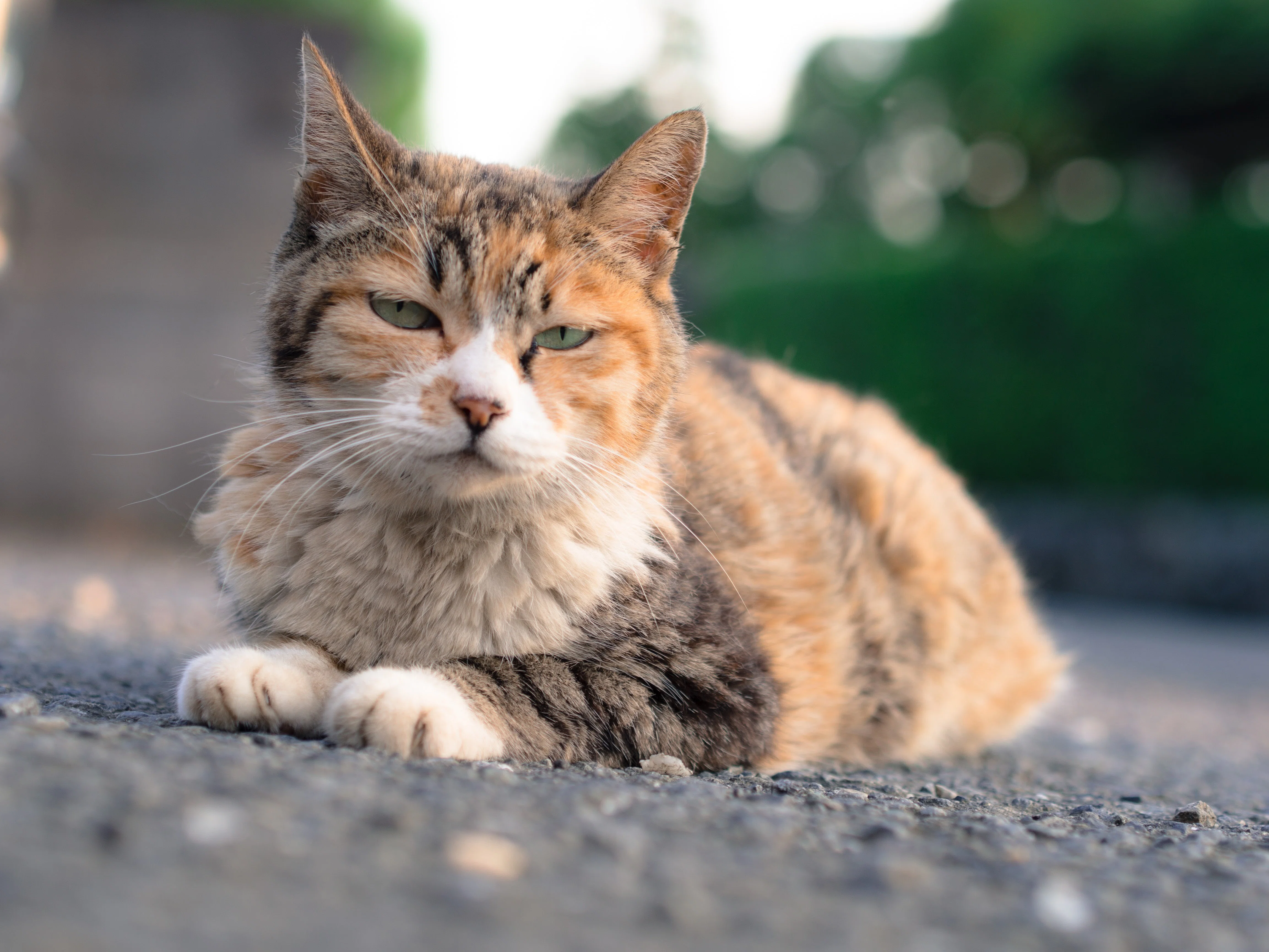 ねこ11｜つるはと