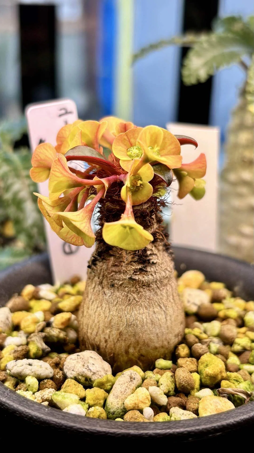 ユーフォルビア|ラメナ|もじゃもじゃからの🌼｜cova 塊根植物に沼った