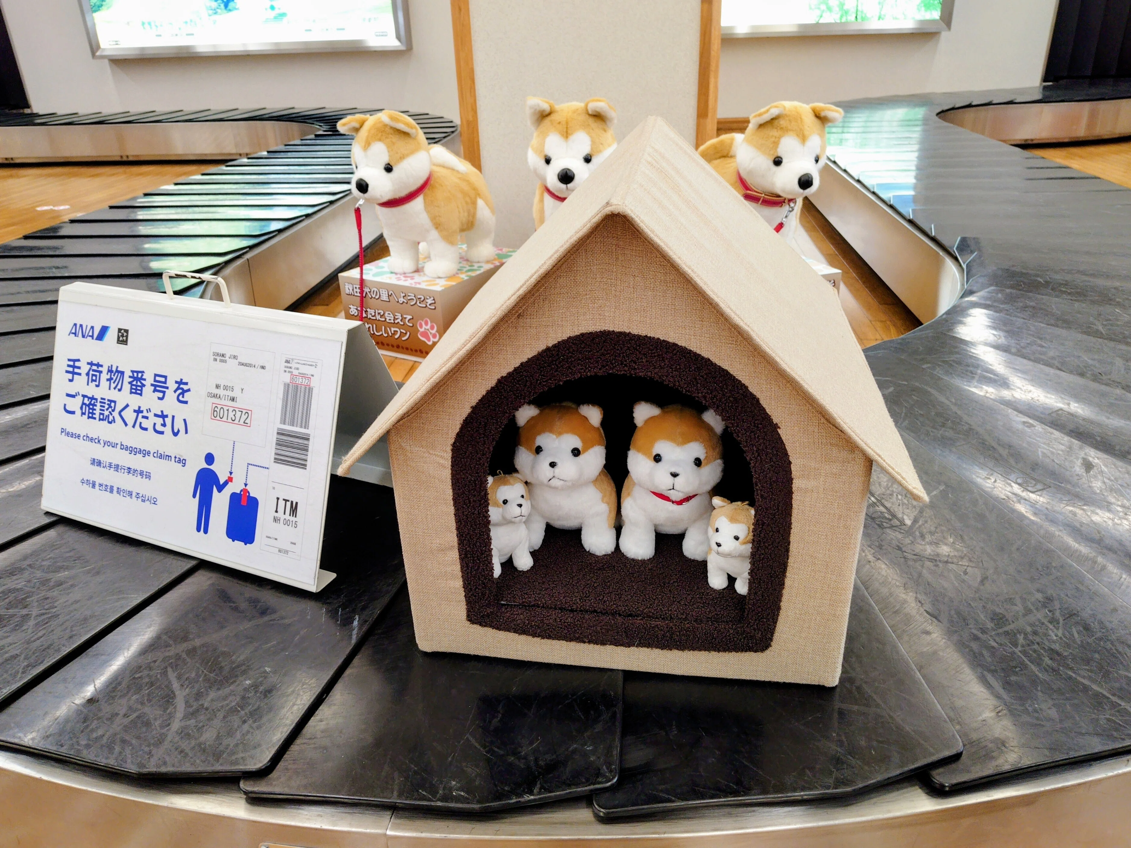 若手たちの挑戦②｜あきたいぬ空港長