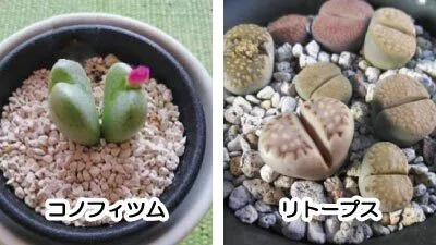 How to Distinguish Between Conophytum and Lithops | Differences in
