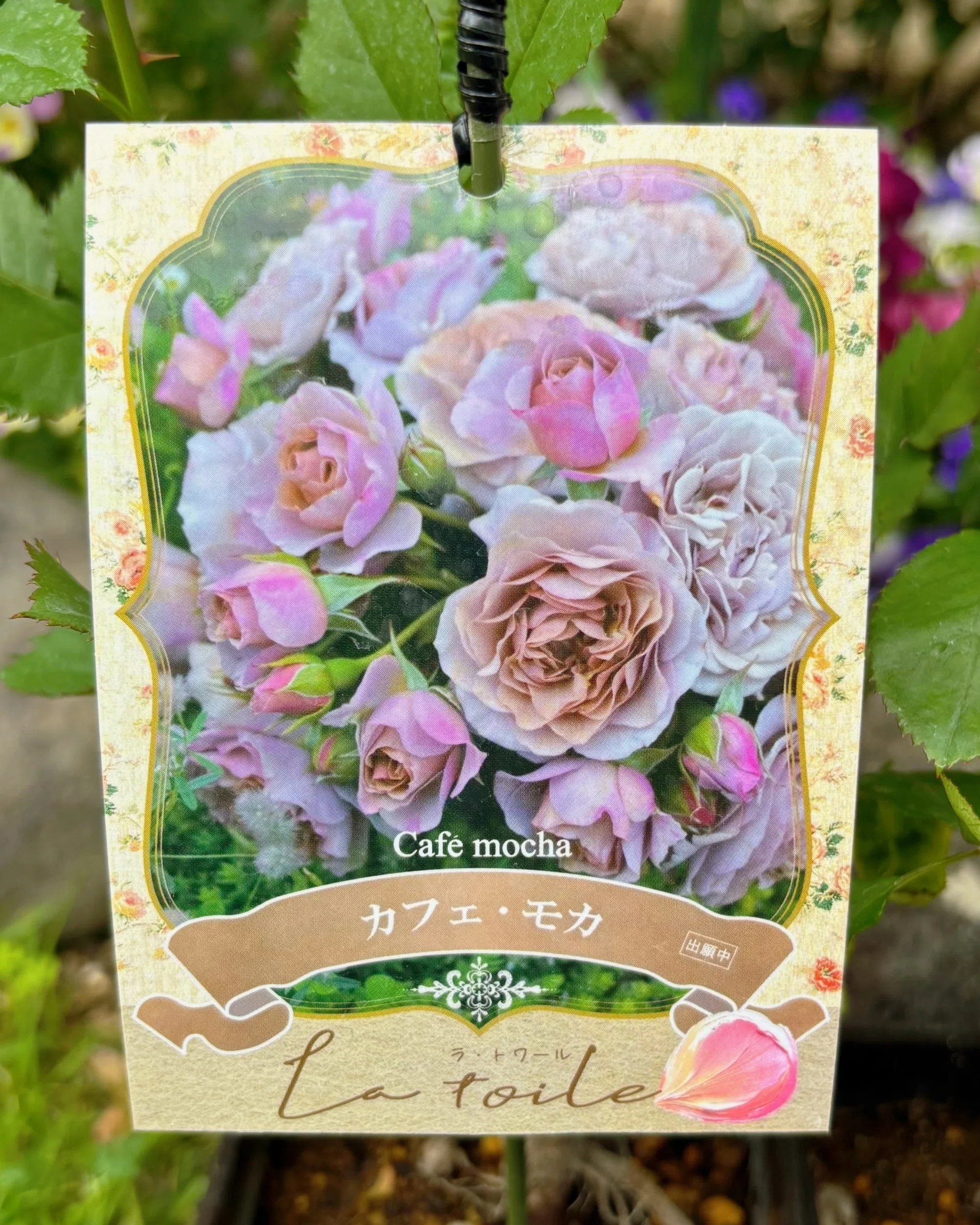 河本バラ園の【ラ・トワール】シリーズについて｜sou｜バラのお話🌹
