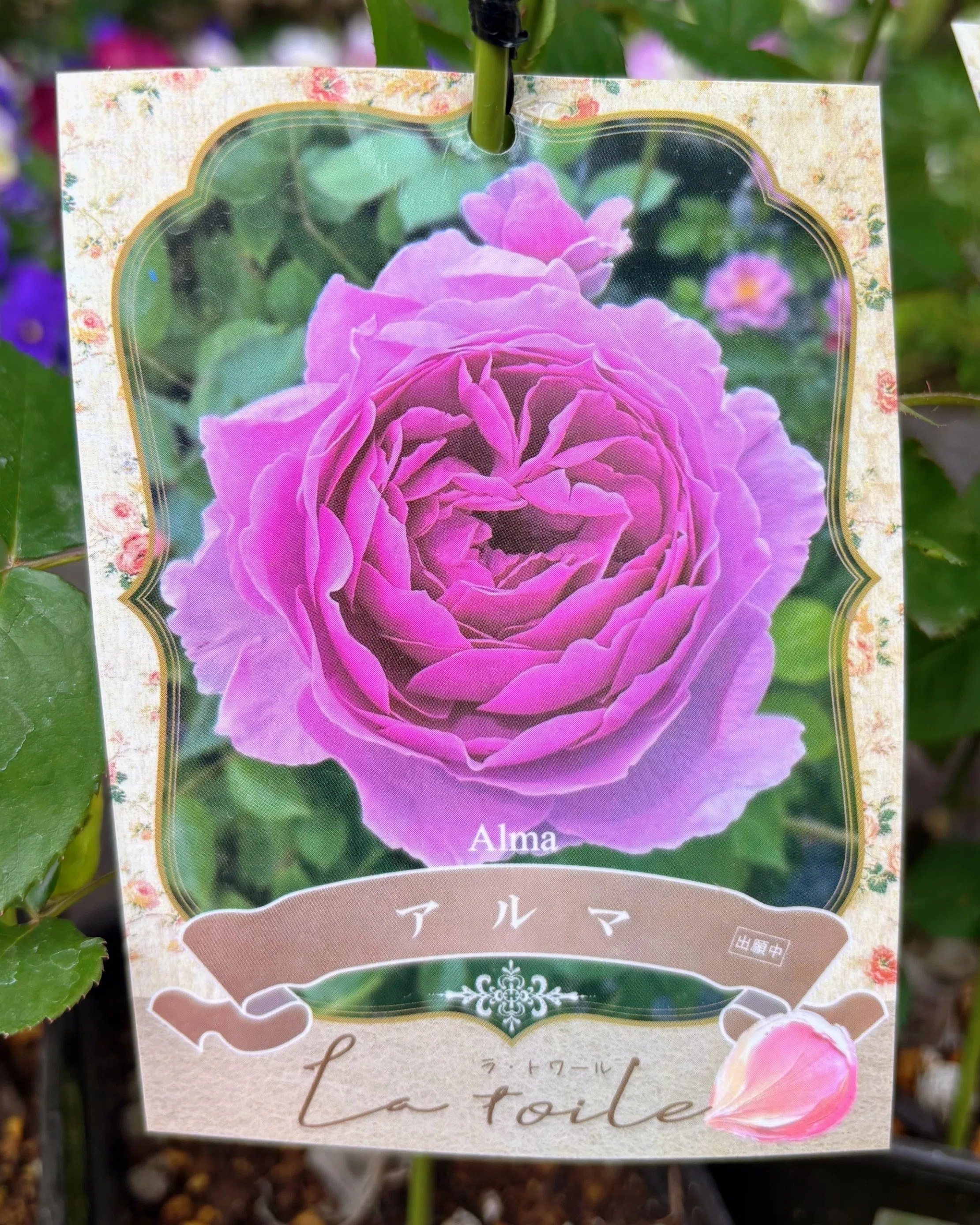 河本バラ園の【ラ・トワール】シリーズ｜sou｜バラのお話🌹