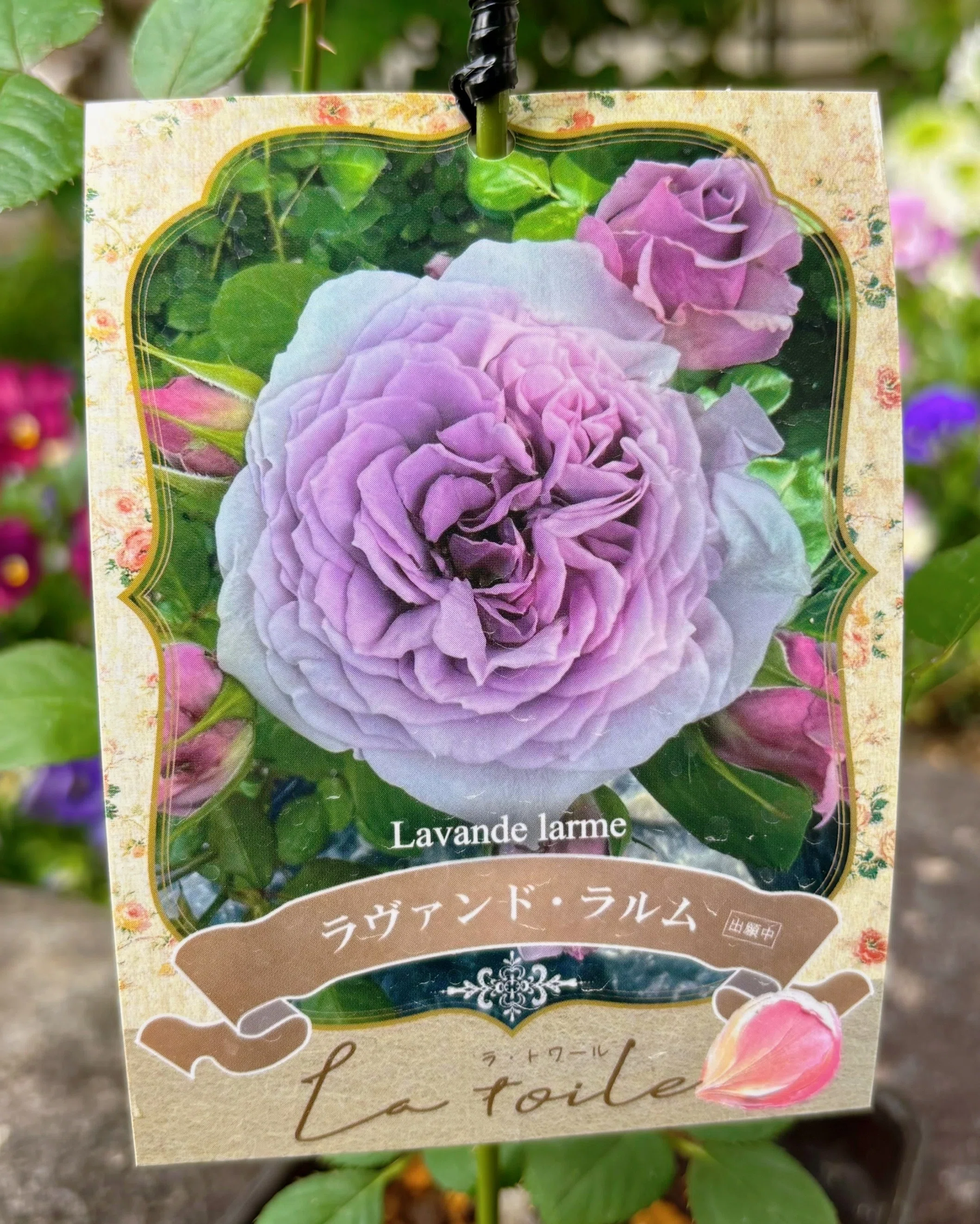 河本バラ園の【ラ・トワール】シリーズについて｜sou｜バラのお話🌹
