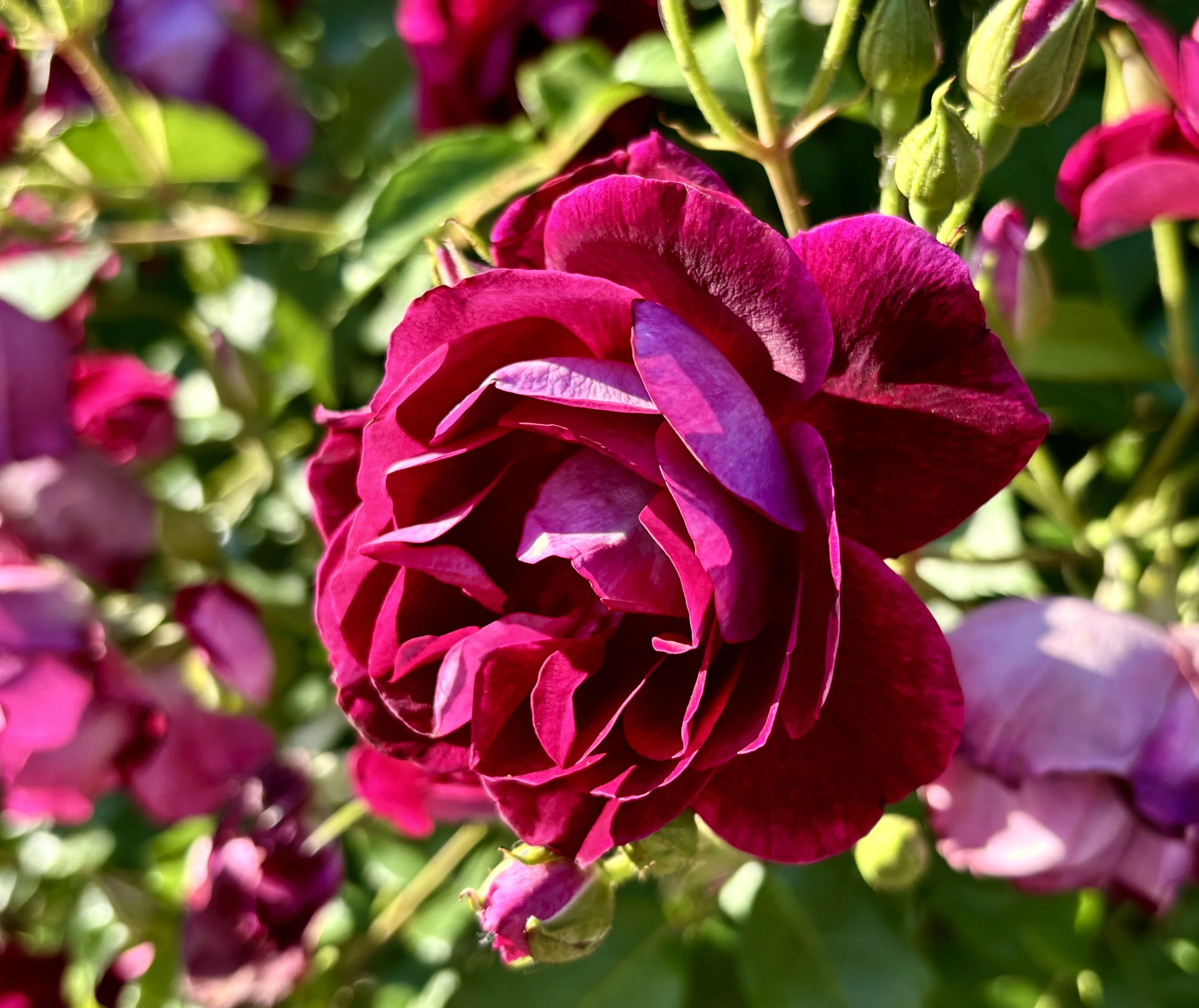 春薔薇 2026年｜アッシュ（山茶花）
