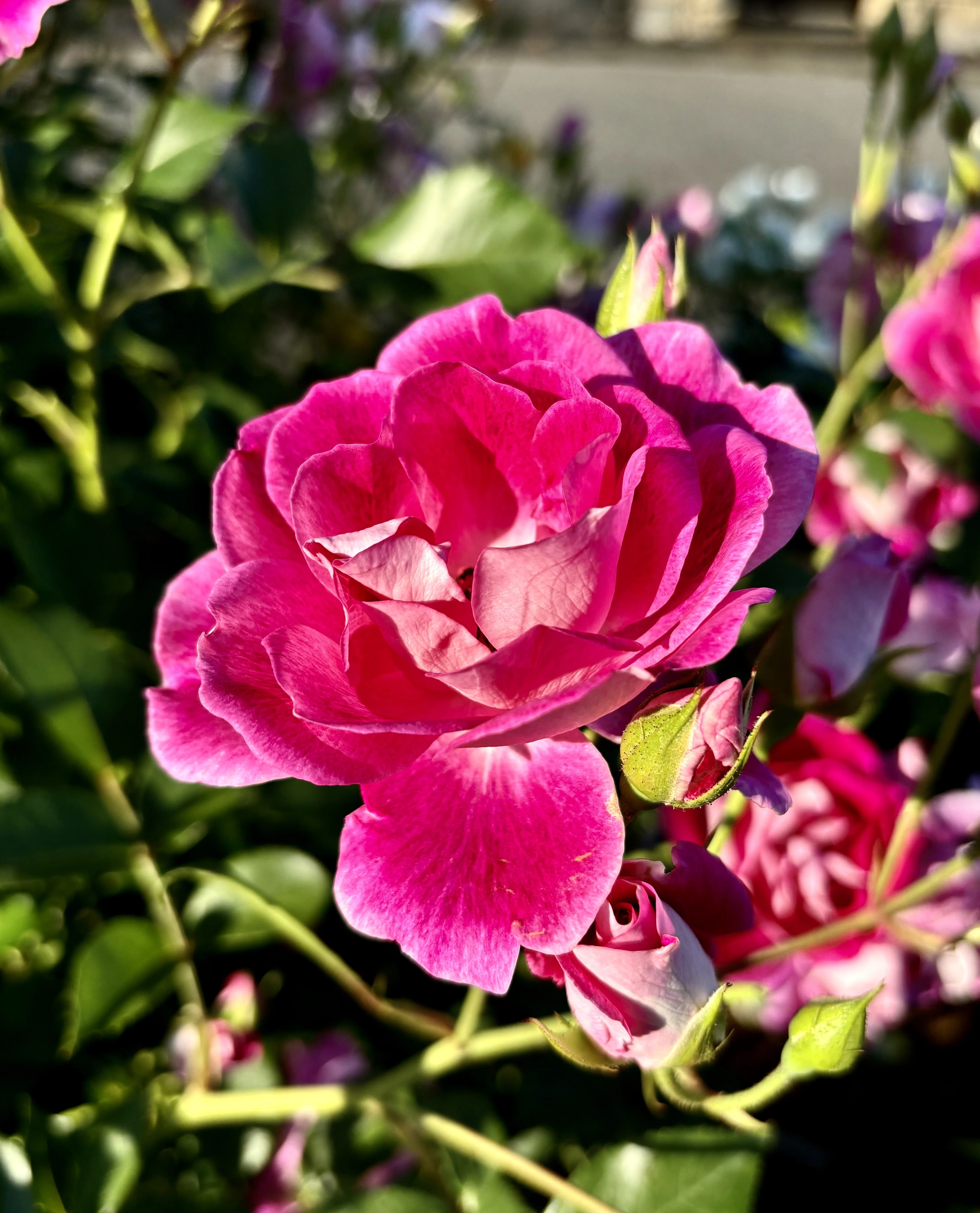 春薔薇 2026年｜アッシュ（山茶花）