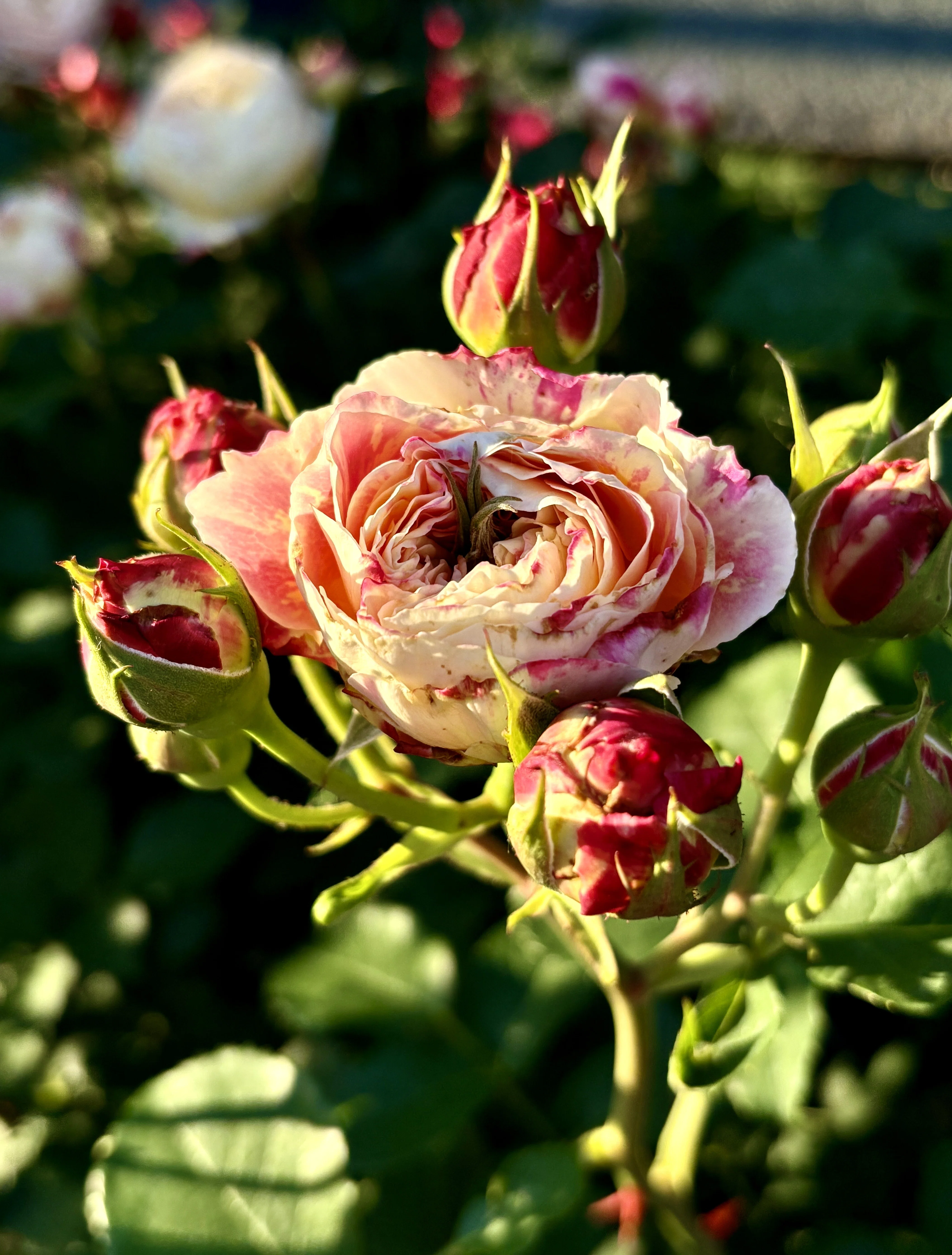 春薔薇 2026年｜アッシュ（山茶花）