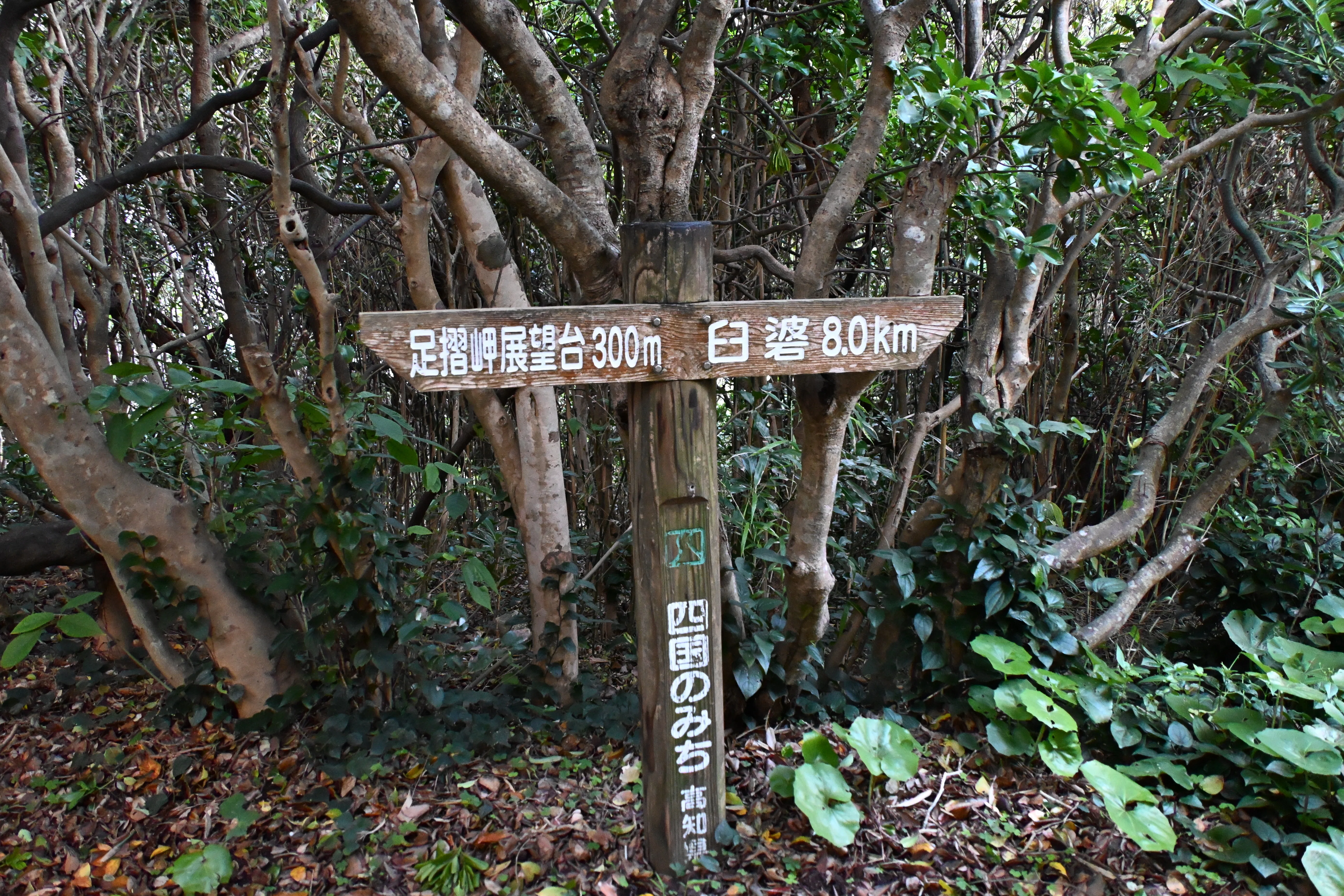 20260504_足摺岬（四国最南端）【Nikon Z50IIと日本の端】｜山ネズミ