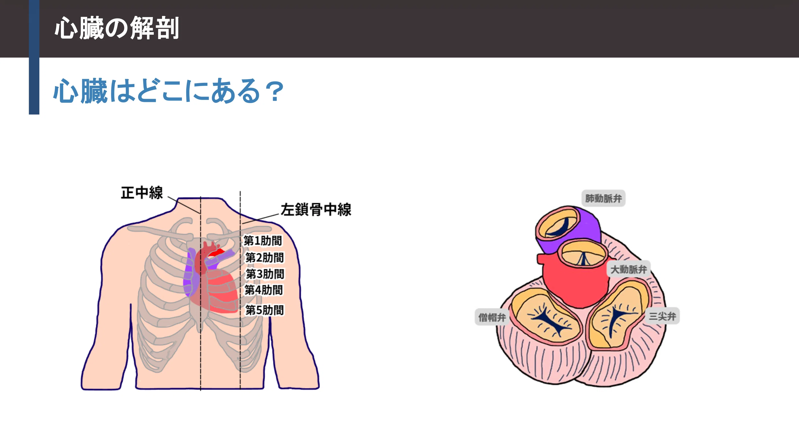 心臓 は どこに ある