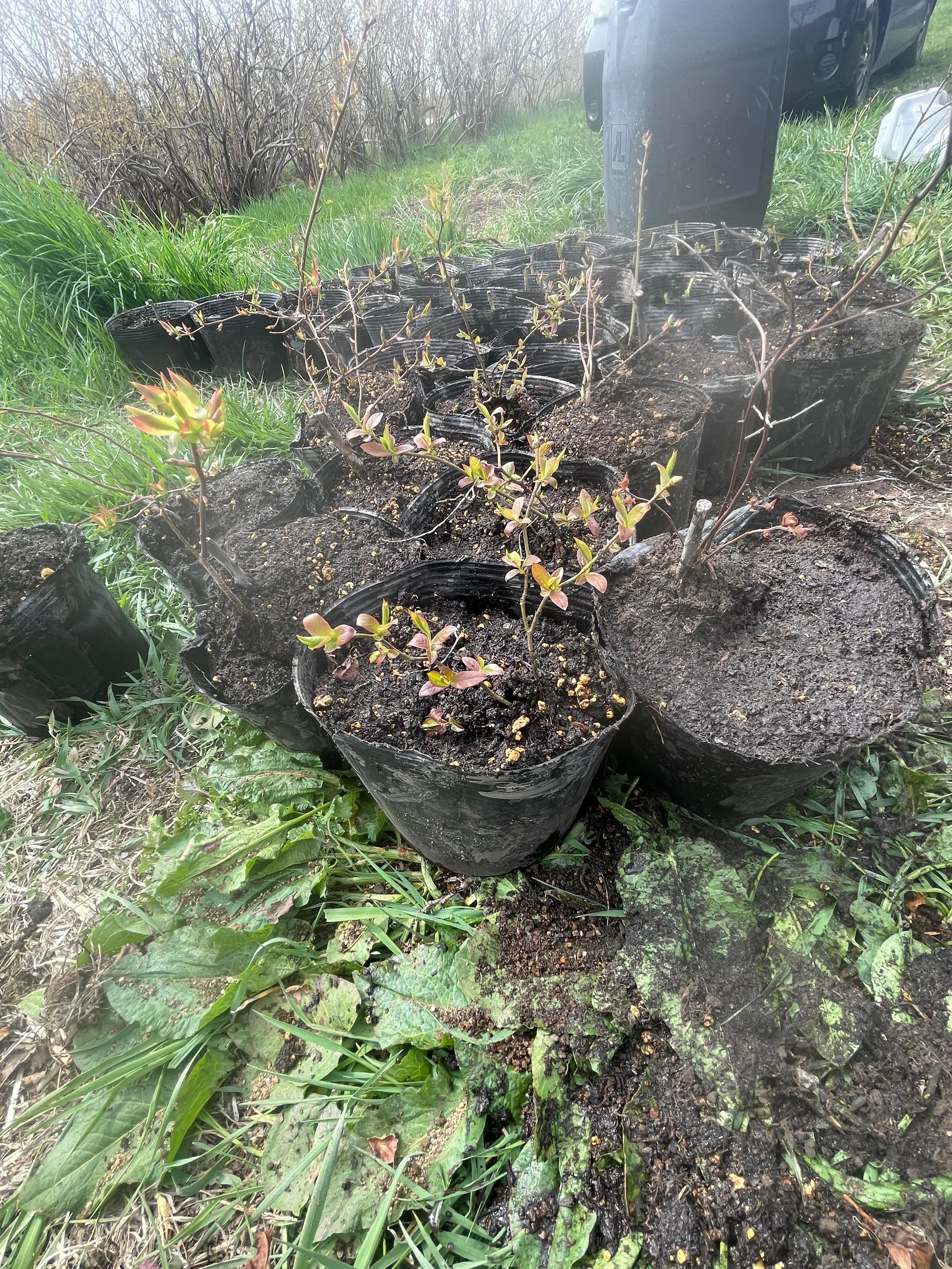 2026年・新緑の春】 桜の開花と野菜苗の植え付け （北海道北斗市