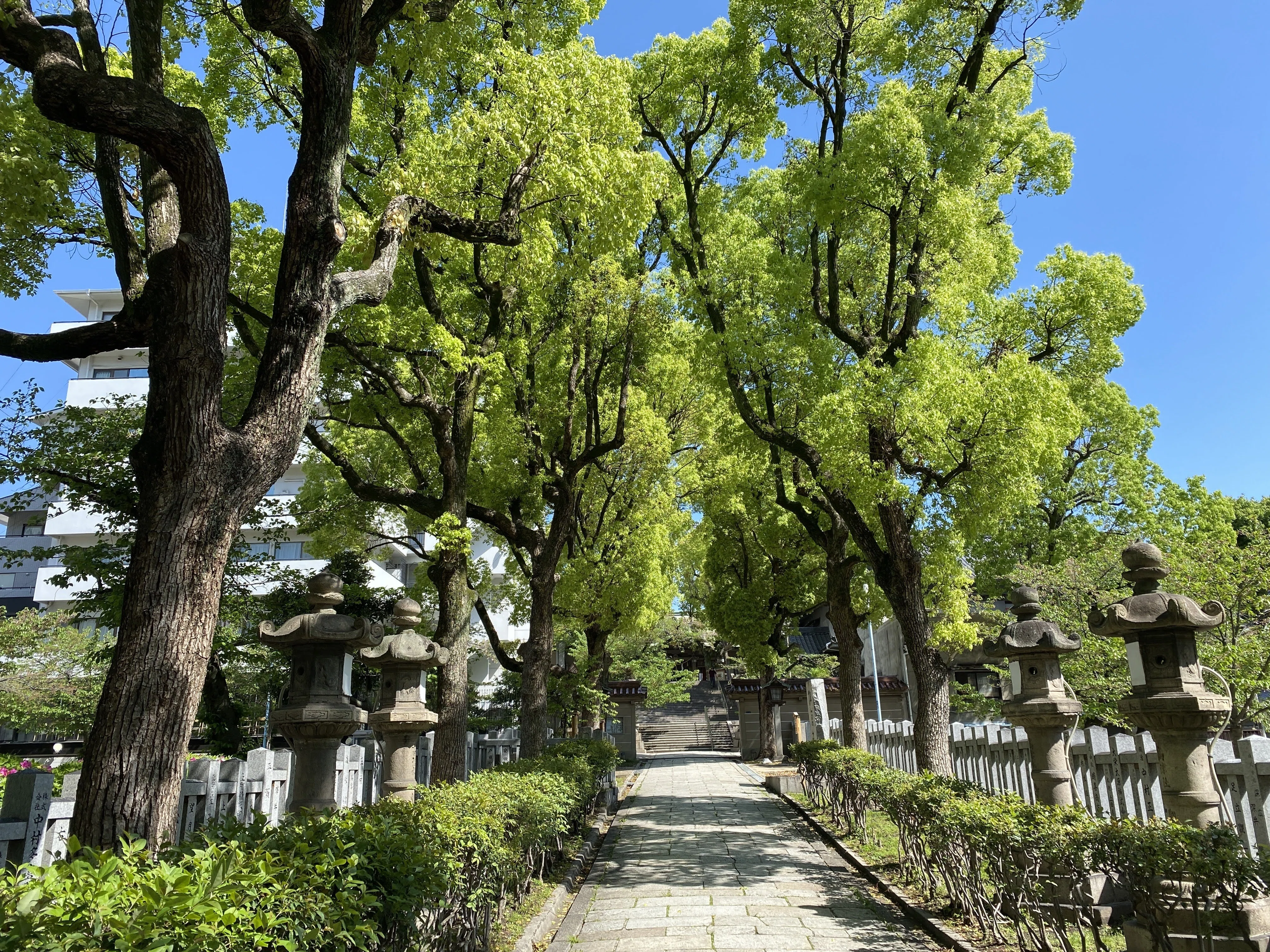 神社仏閣巡り】大阪 「高津宮」神さまに導かれた、清々しいひととき