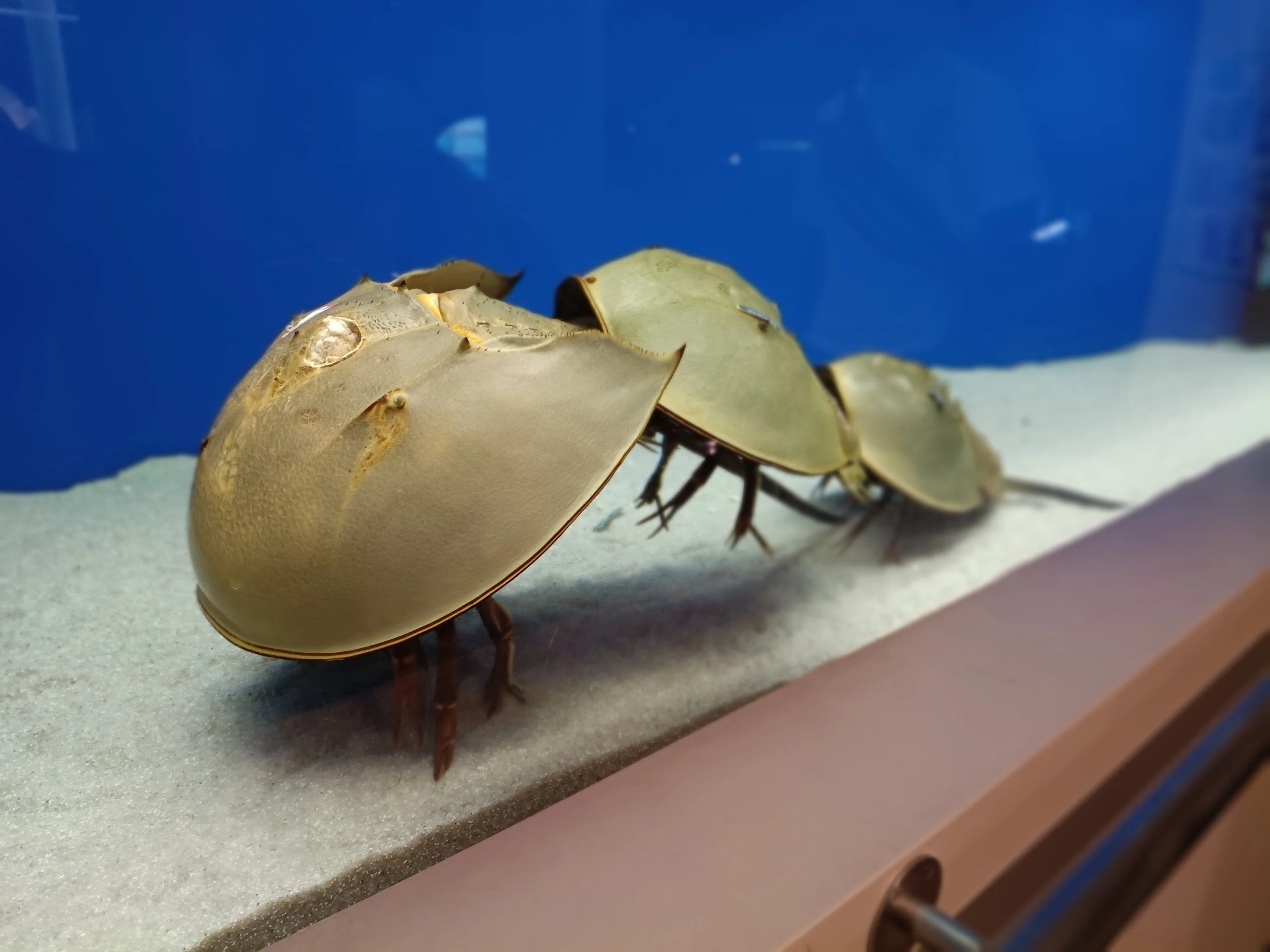 特大カブトガニ標本2体セット 特大カブトガニ標本2体セット カブトガニ標本 | THE STUDY ROOM