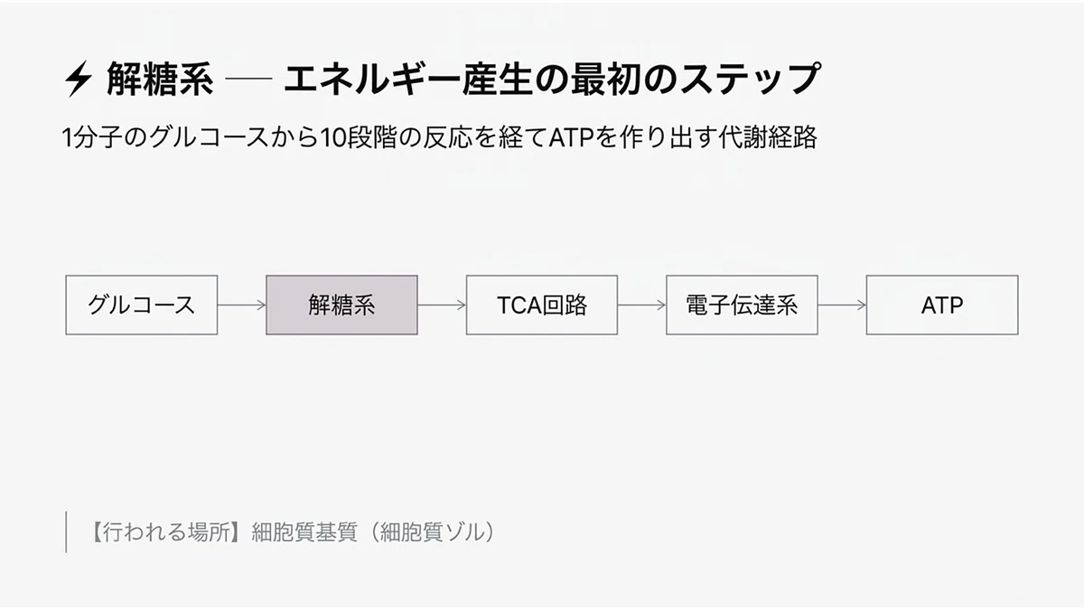 解糖系_ATP_エネルギー_慢性疲労_グルコース | 精密栄養学