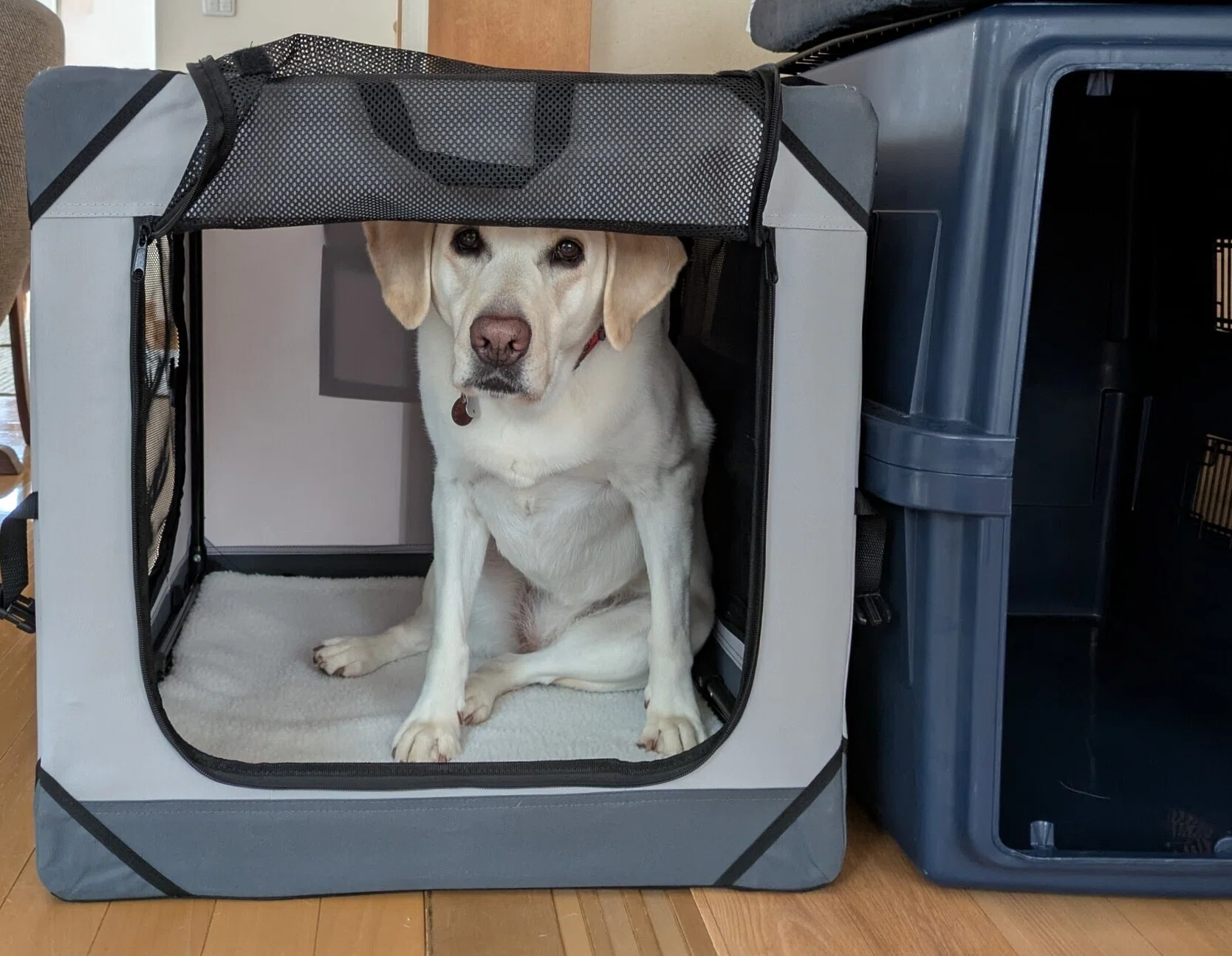 失敗したくない大型犬のクレート・キャリーケース｜likewind