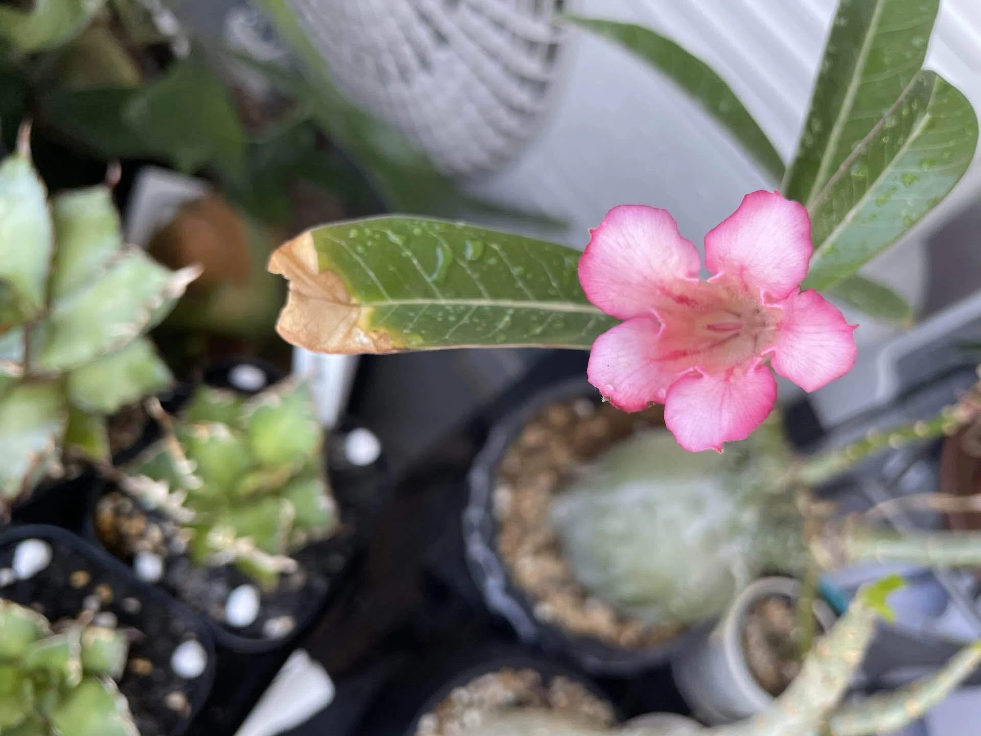 First time! My Adenium bloomed!｜ゆーすけの園芸日誌