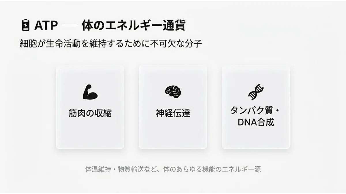 解糖系_ATP_エネルギー_慢性疲労_グルコース | 精密栄養学