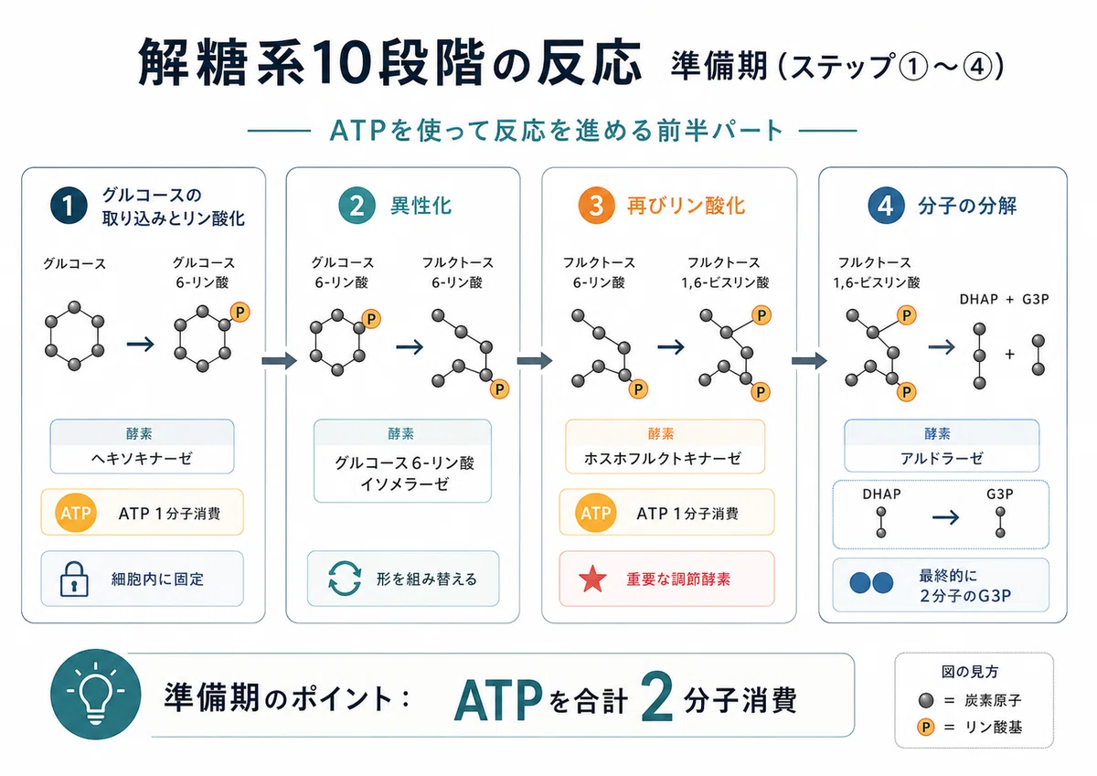 解糖系_ATP_エネルギー_慢性疲労_グルコース | 精密栄養学