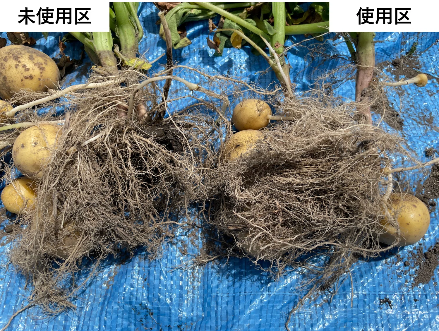 新商品】椎茸の廃菌床を活用した完熟堆肥「椎茸菌床堆肥」を新発売