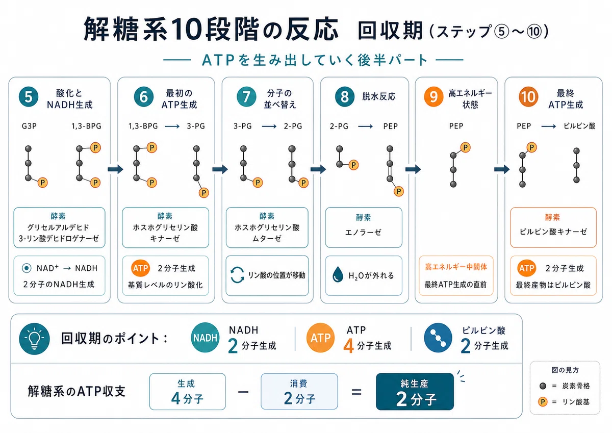 解糖系_ATP_エネルギー_慢性疲労_グルコース | 精密栄養学