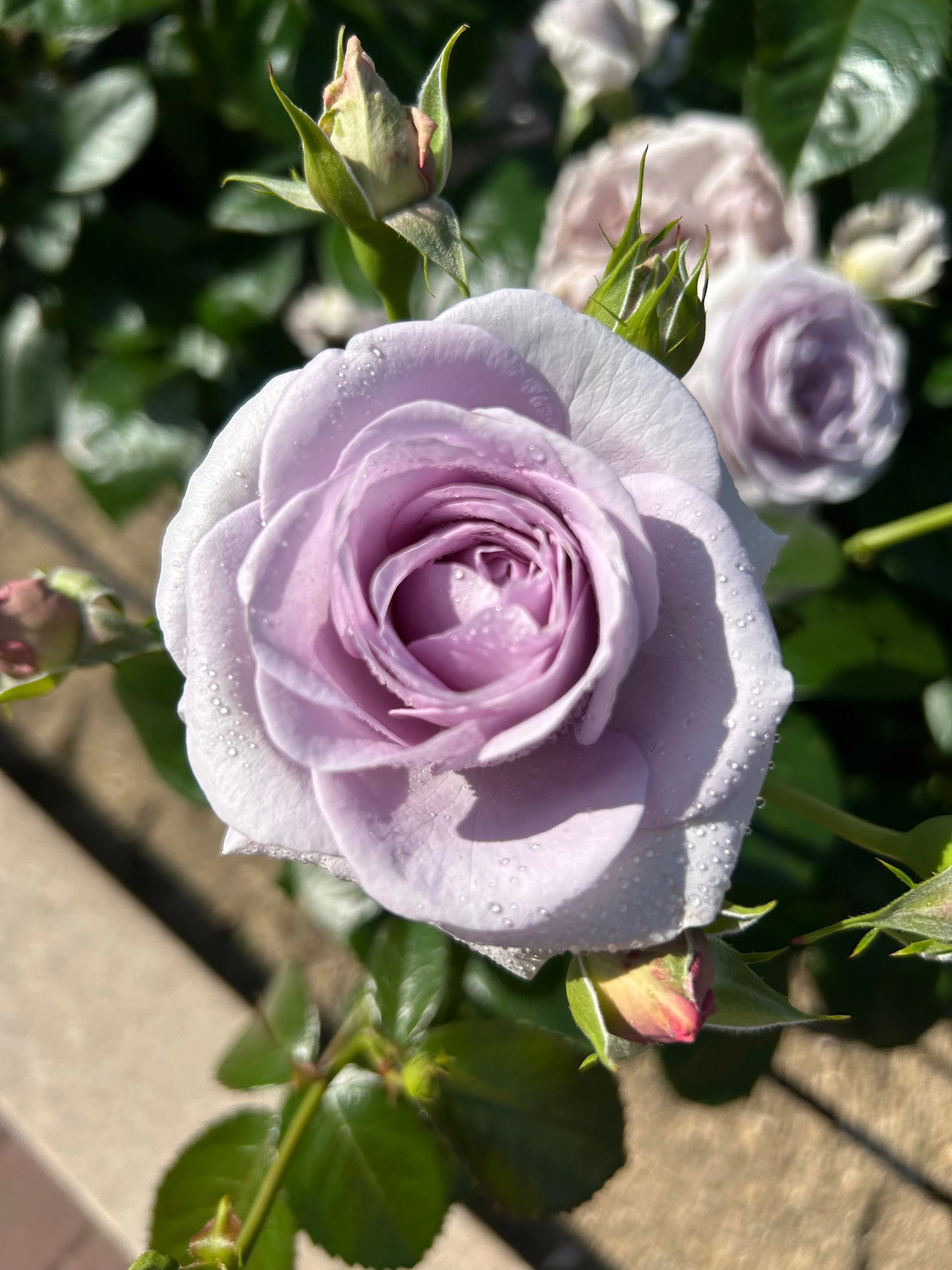 立夏を迎えて🌹｜旅 愛子🌻旅と哲学と一杯の珈琲