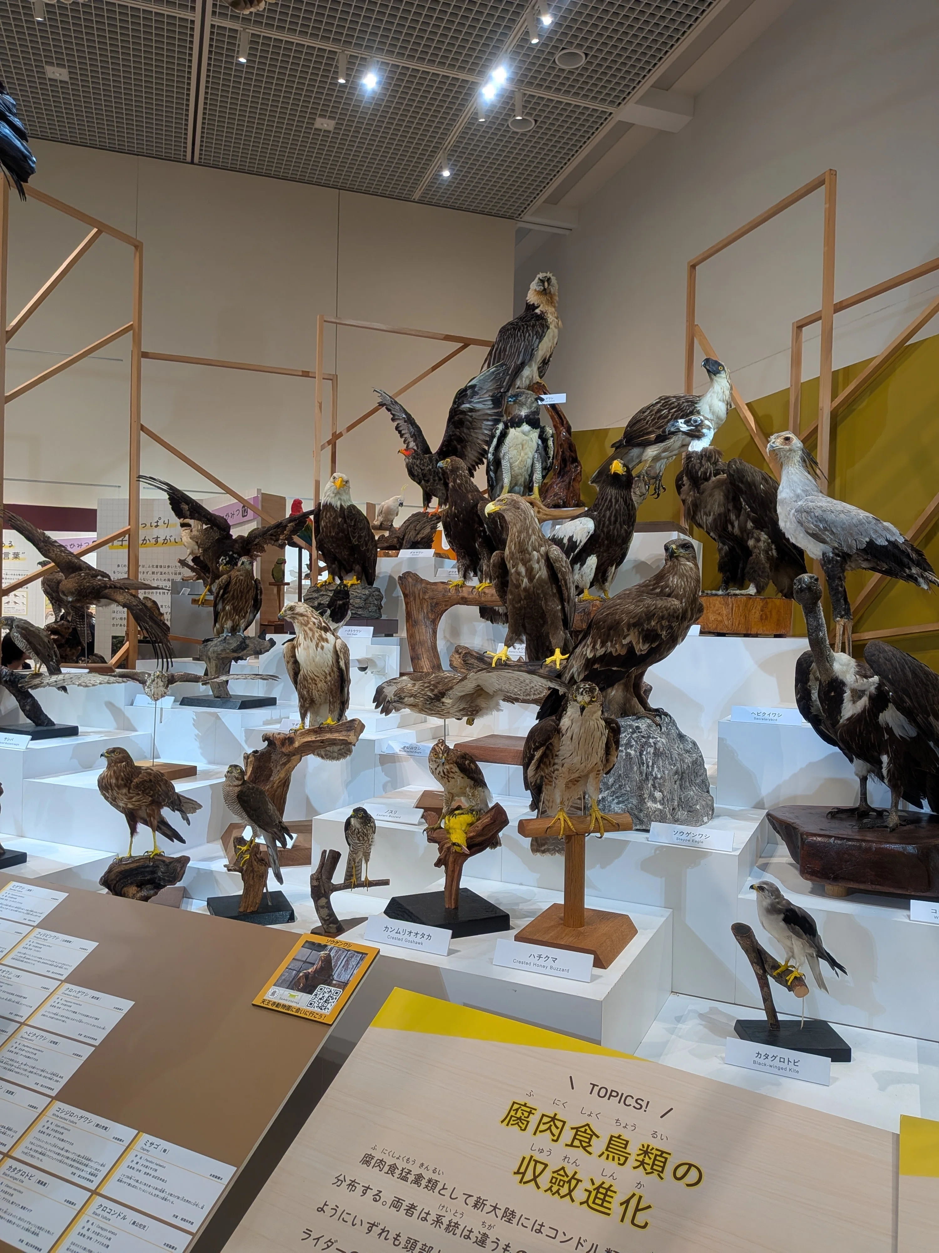 GW体験】特別展「鳥」に行ってきました。｜ミンチョン