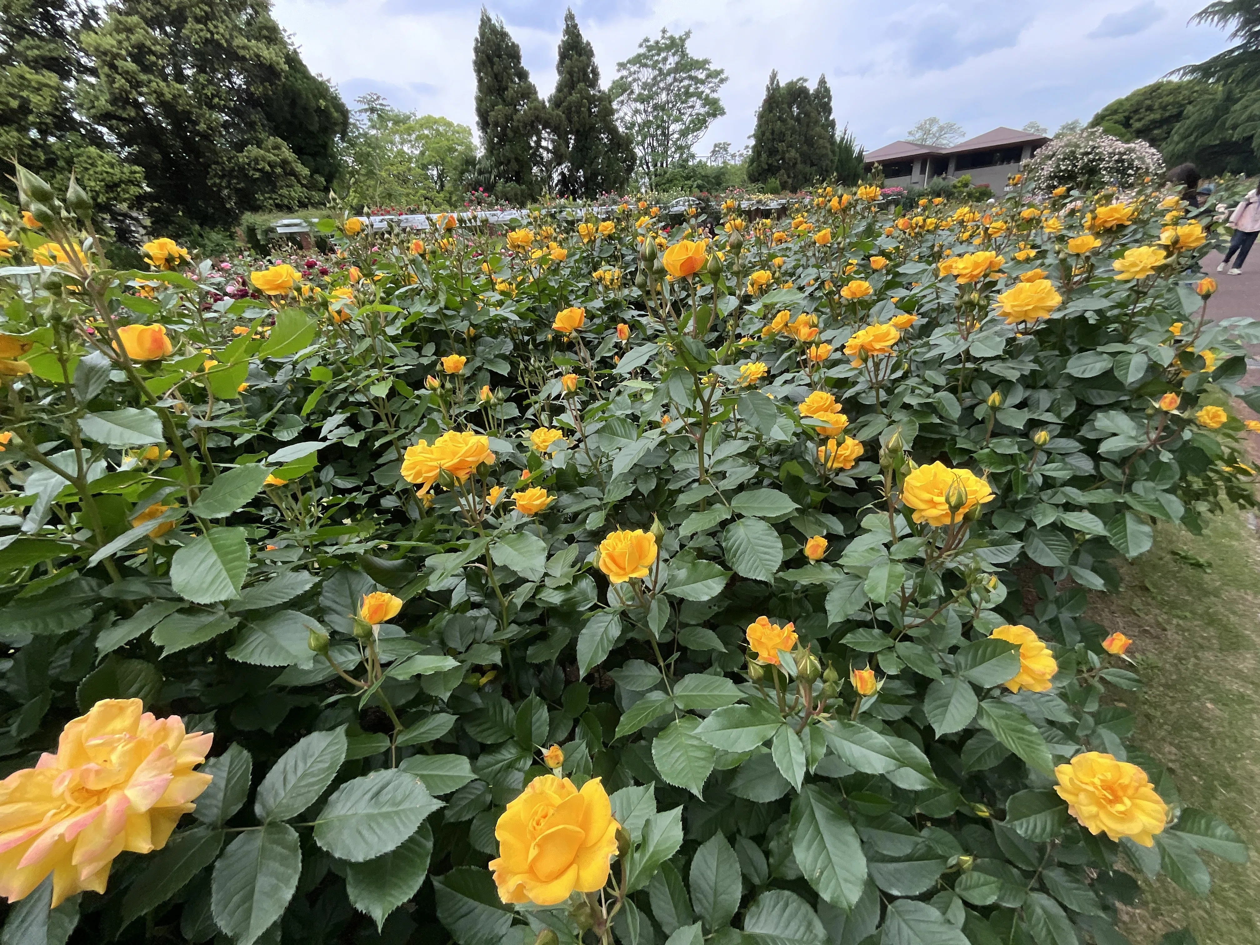 ゴールドマリー '84（京都府立植物園）：2026年5月8日（金）｜藤井秀昭