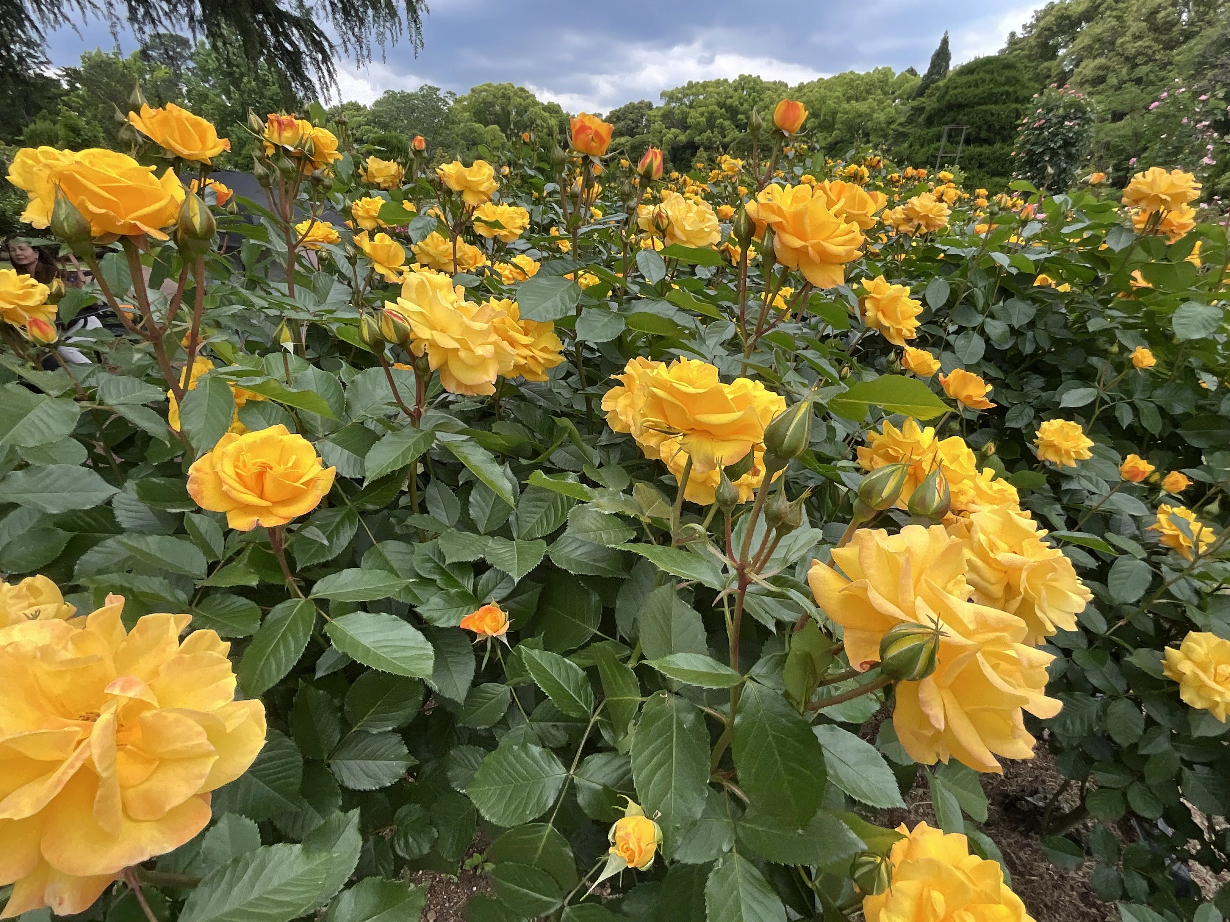 ゴールドマリー '84（京都府立植物園）：2026年5月8日（金）｜藤井秀昭