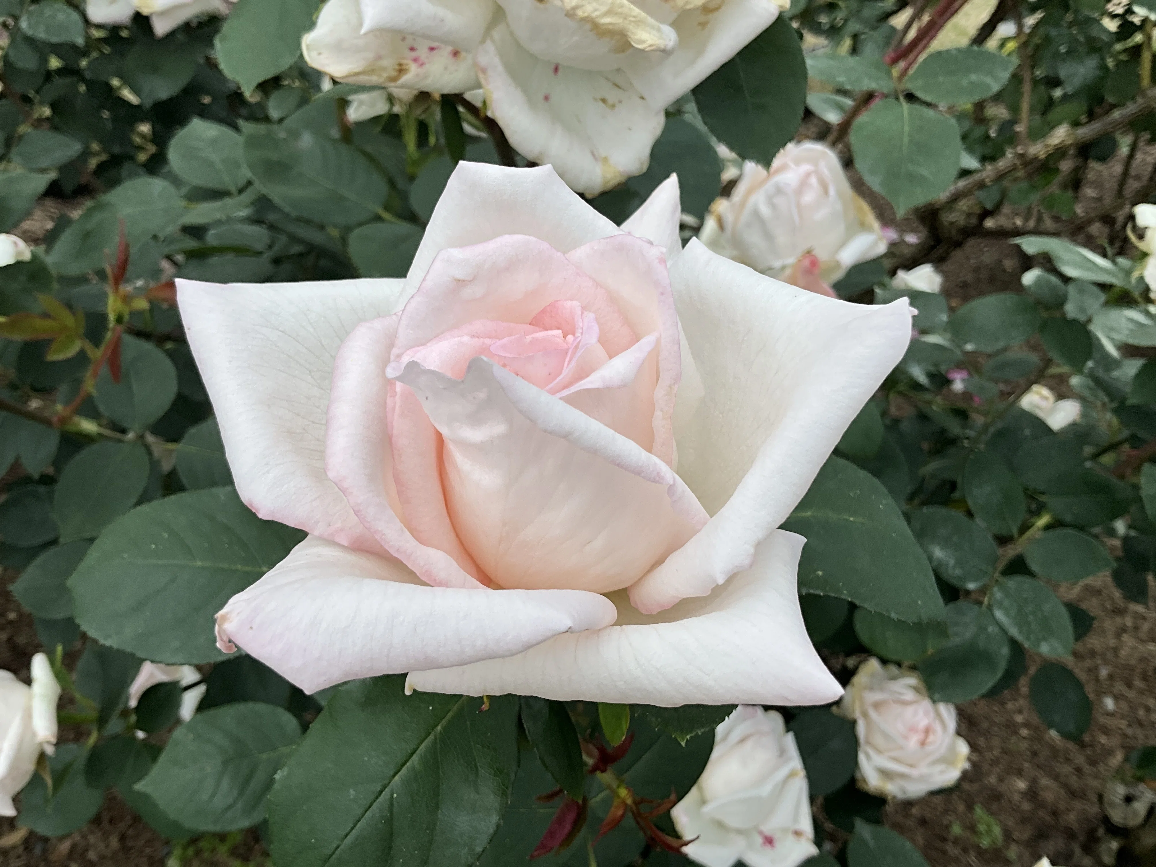 薔薇姫　子株α ※限定2株　検）cj ハイブリッド特選株 花嫁（京都府立植物園）：2026年5月8日（金）｜藤井秀昭（『京都居候
