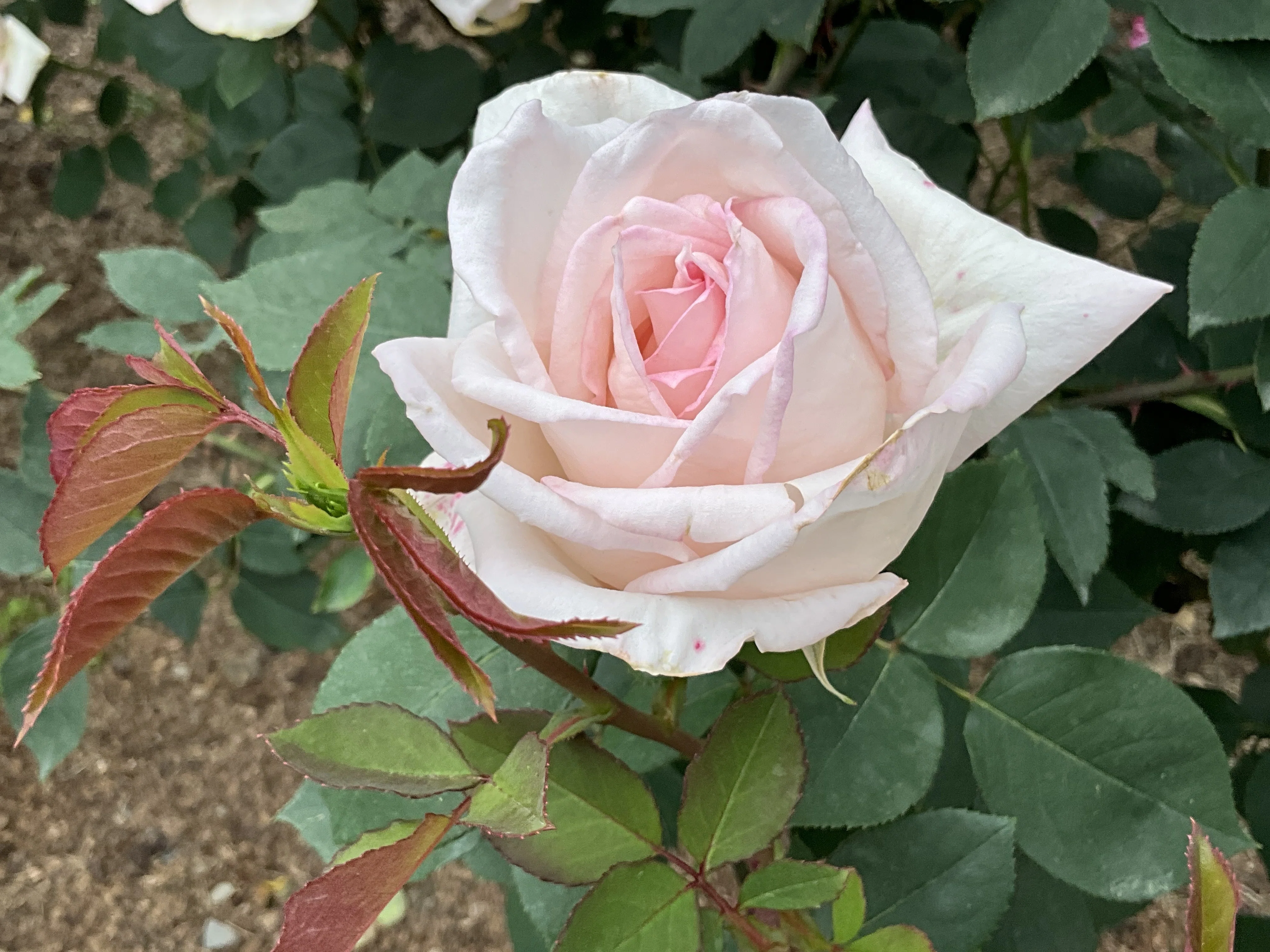 花嫁（京都府立植物園）：2026年5月8日（金）｜藤井秀昭（『京都居候