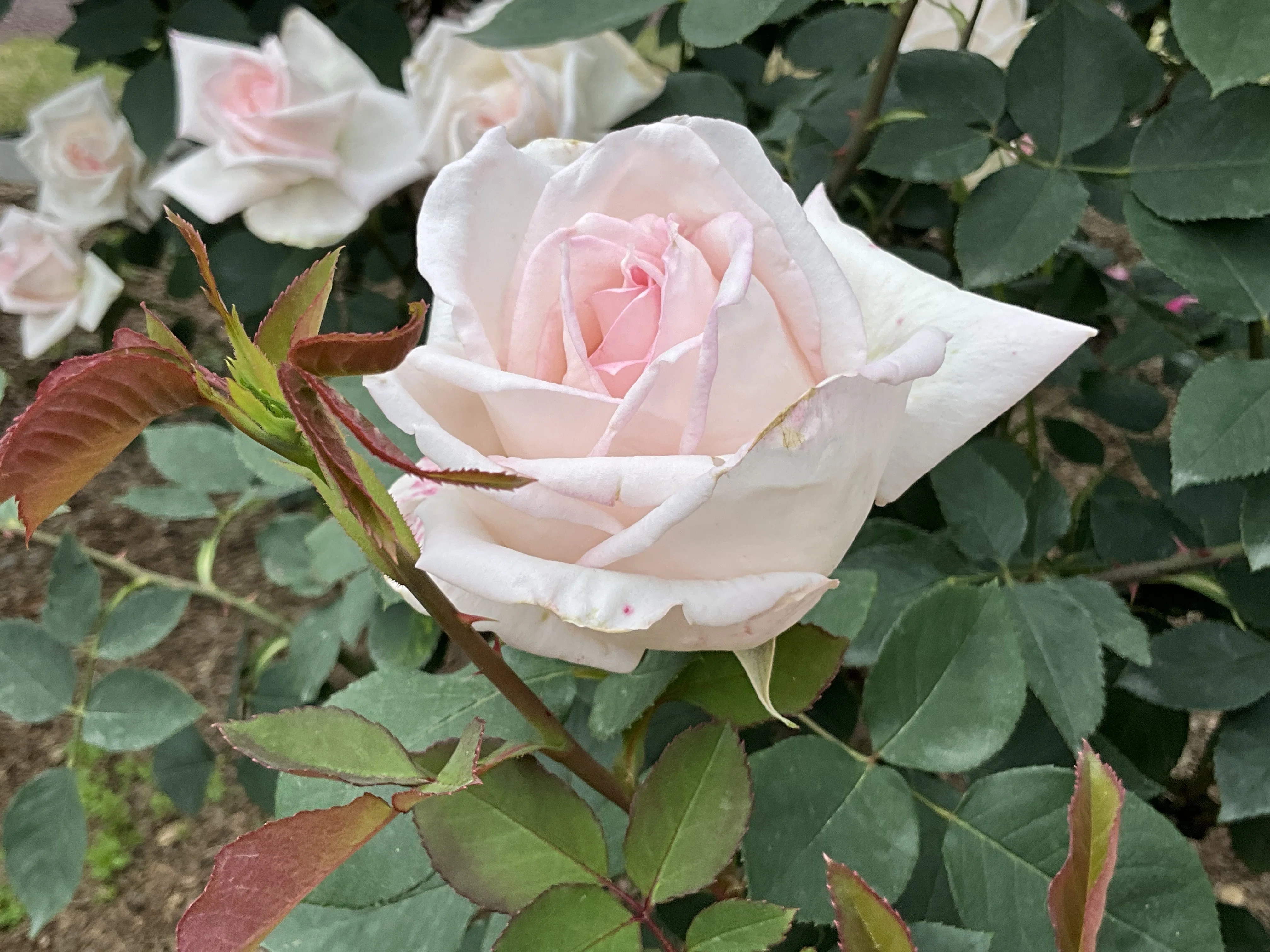 花嫁（京都府立植物園）：2026年5月8日（金）｜藤井秀昭（『京都居候