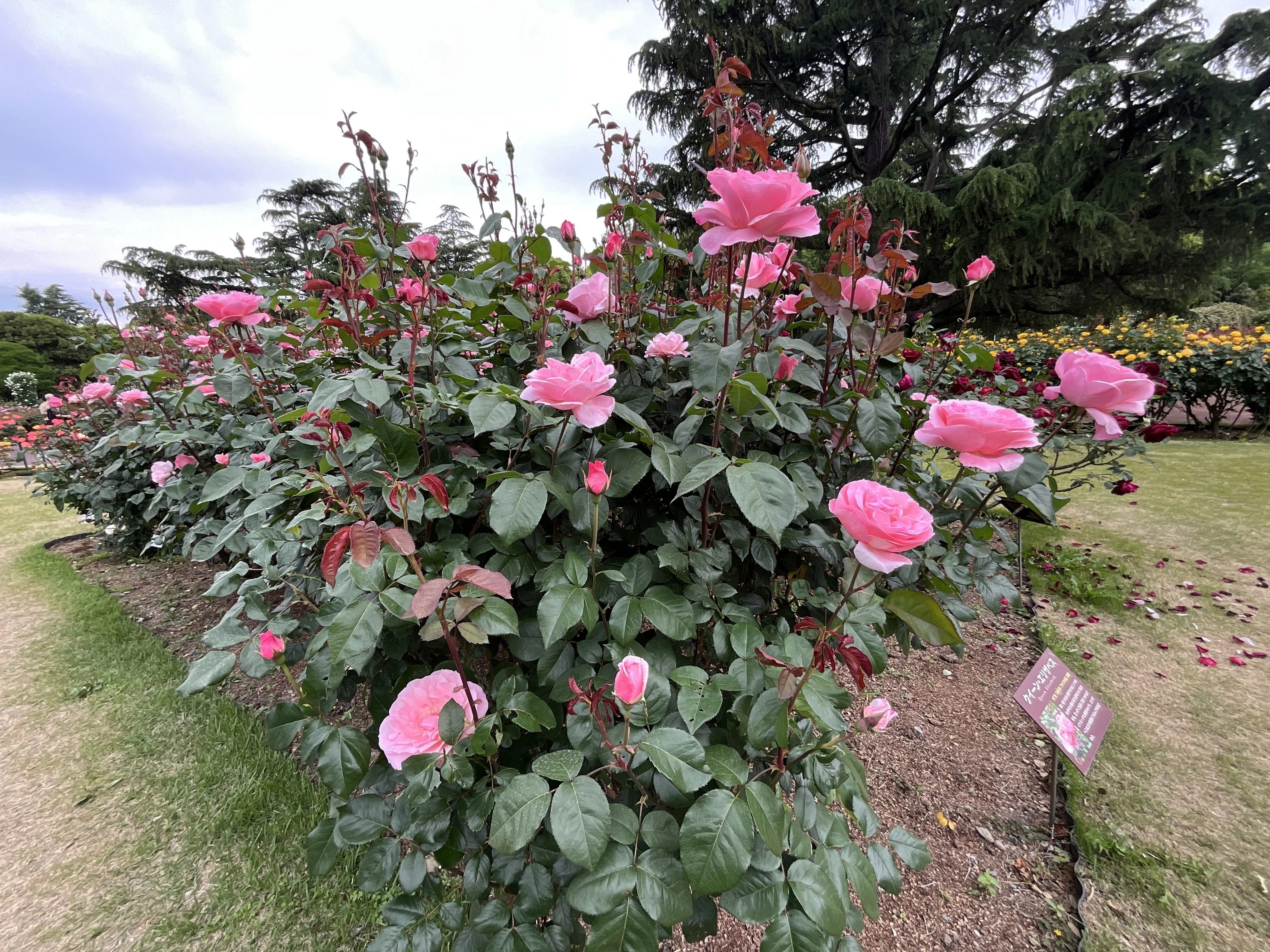 クイーン・エリザベス（京都府立植物園）：2026年5月9日（土）｜藤井