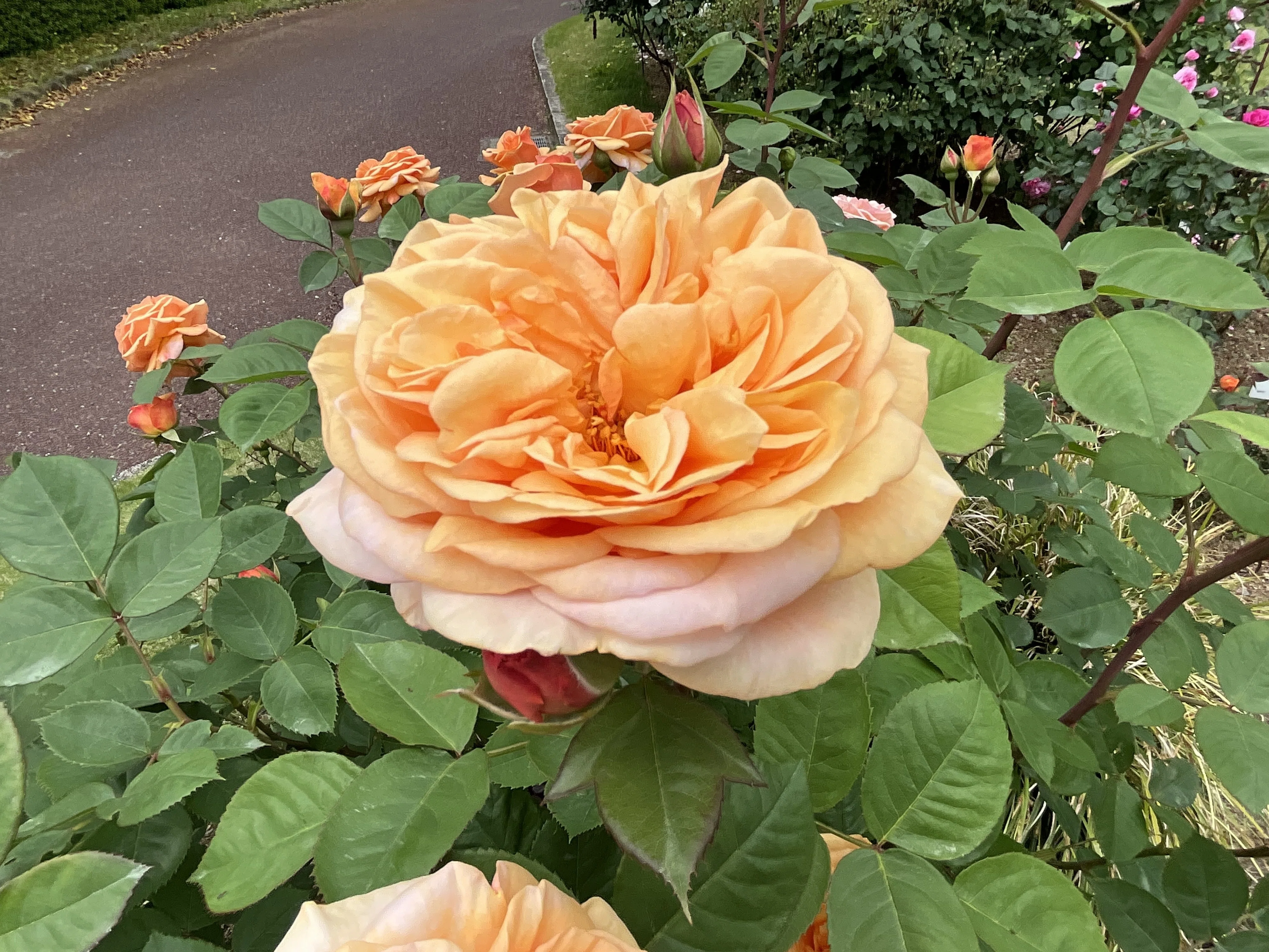 チャールズ・オースチン（京都府立植物園）：2026年5月8日（金）｜藤井