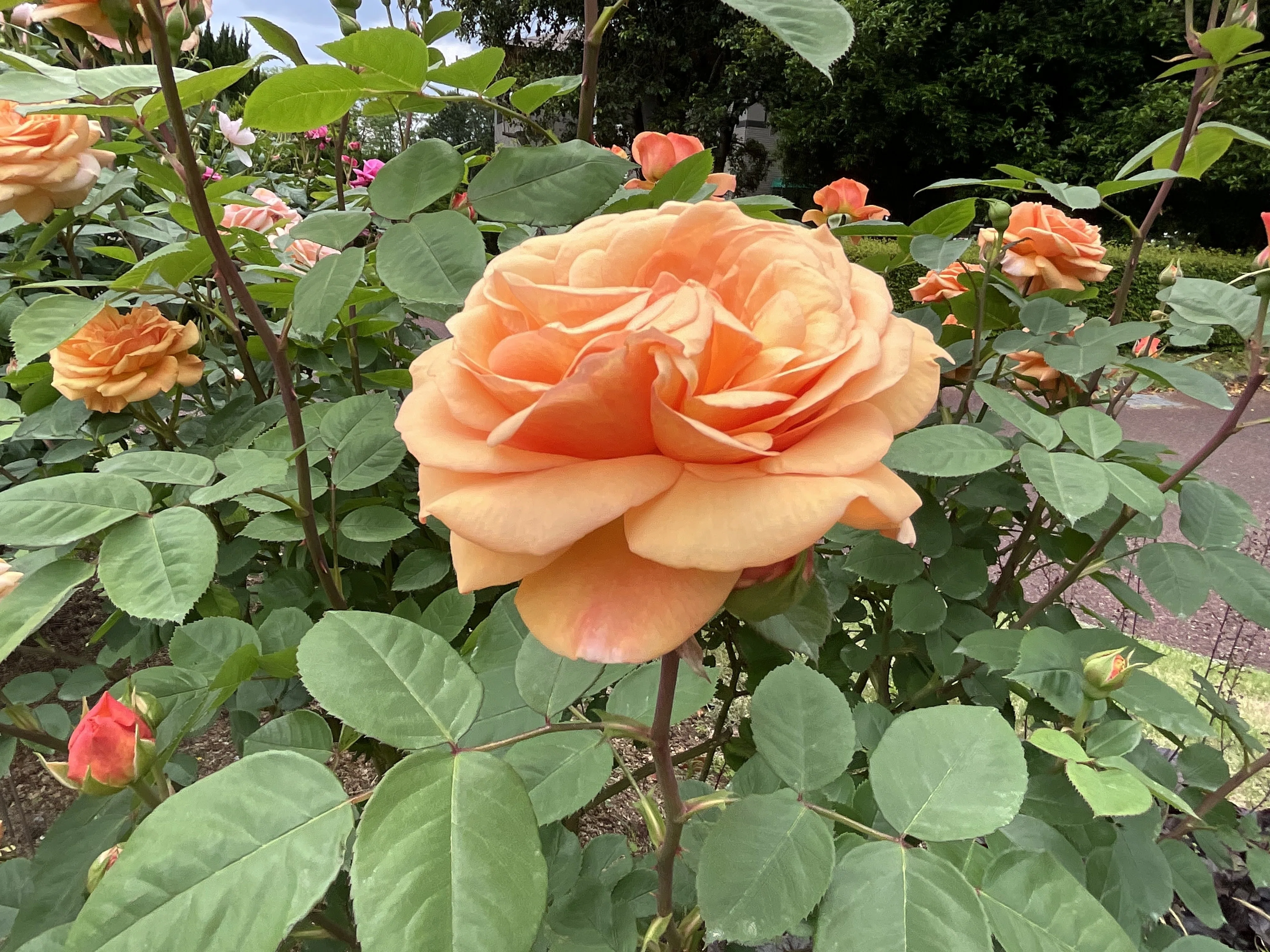 チャールズ・オースチン（京都府立植物園）：2026年5月8日（金）｜藤井